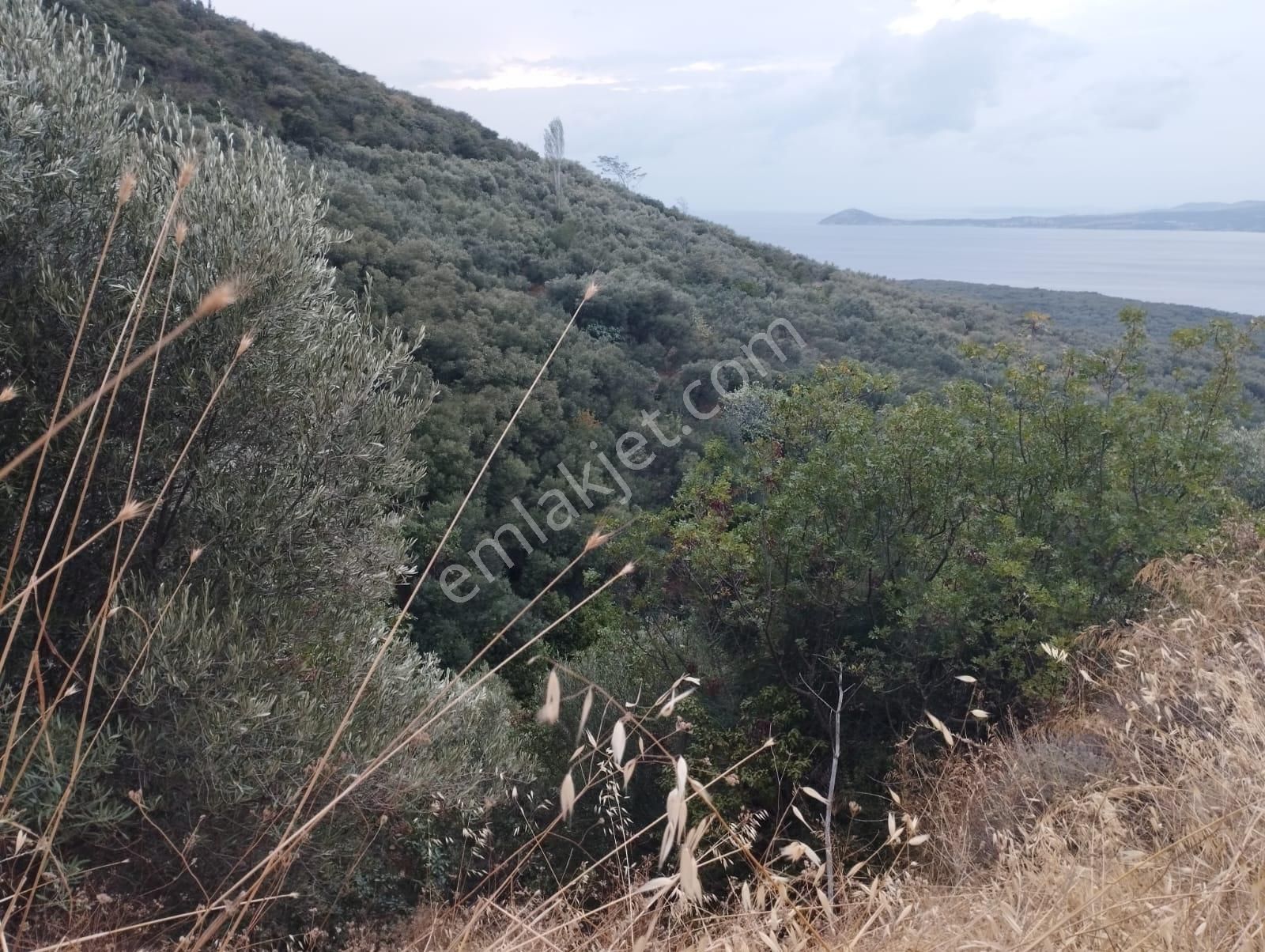 Bnadırma Edincik Mah. Deniz Manzaralı Satılık Zeytinlik - Görsel 9