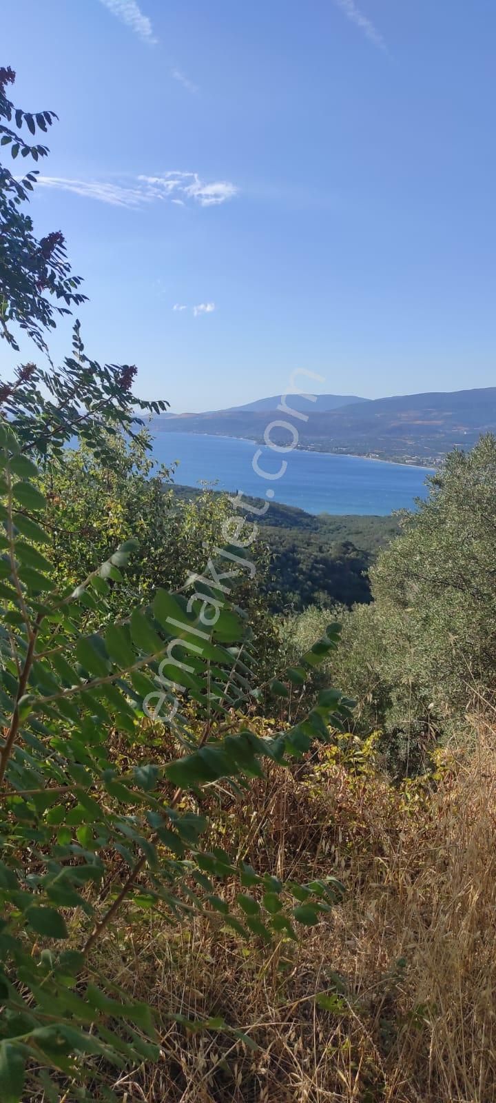 Bnadırma Edincik Mah. Deniz Manzaralı Satılık Zeytinlik - Görsel 6