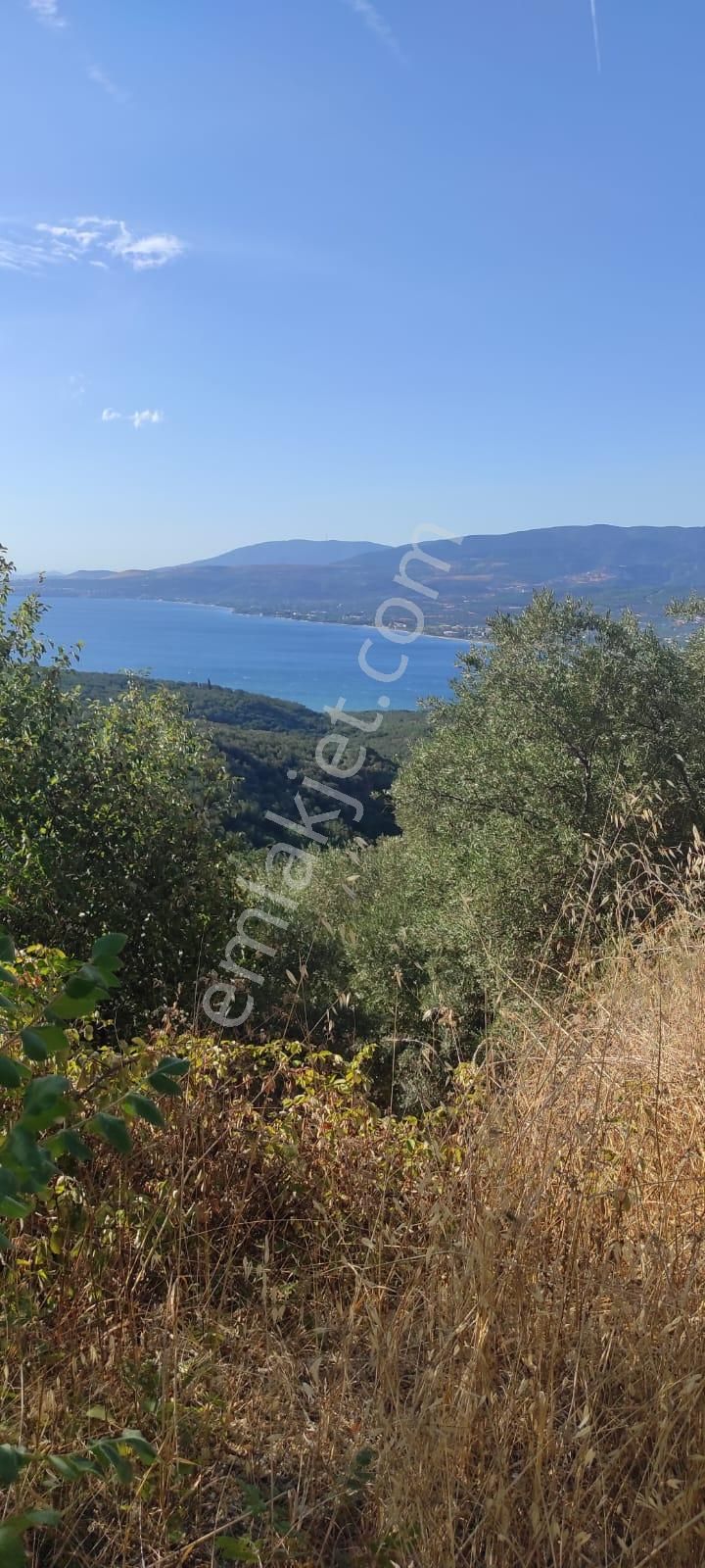 Bnadırma Edincik Mah. Deniz Manzaralı Satılık Zeytinlik - Görsel 4