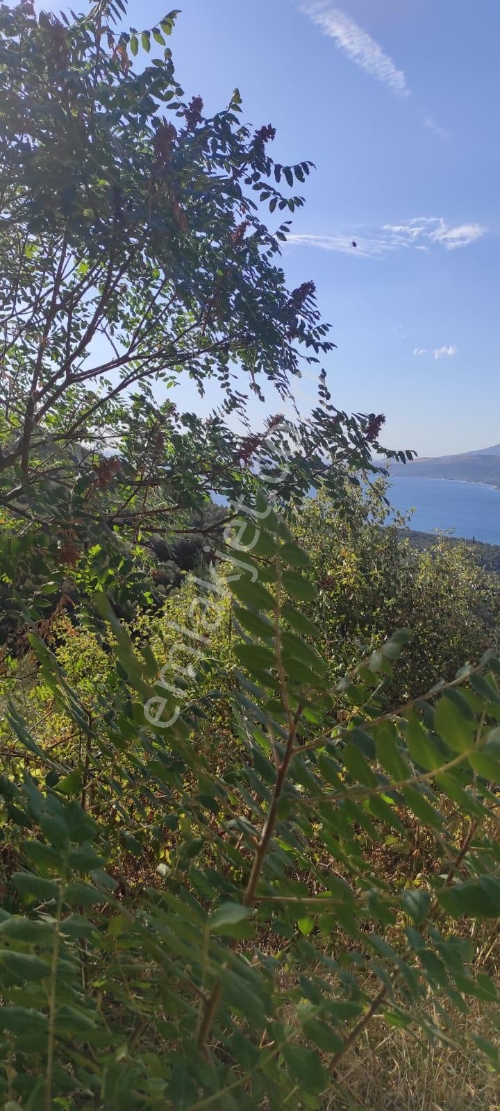 Bnadırma Edincik Mah. Deniz Manzaralı Satılık Zeytinlik - Görsel 3