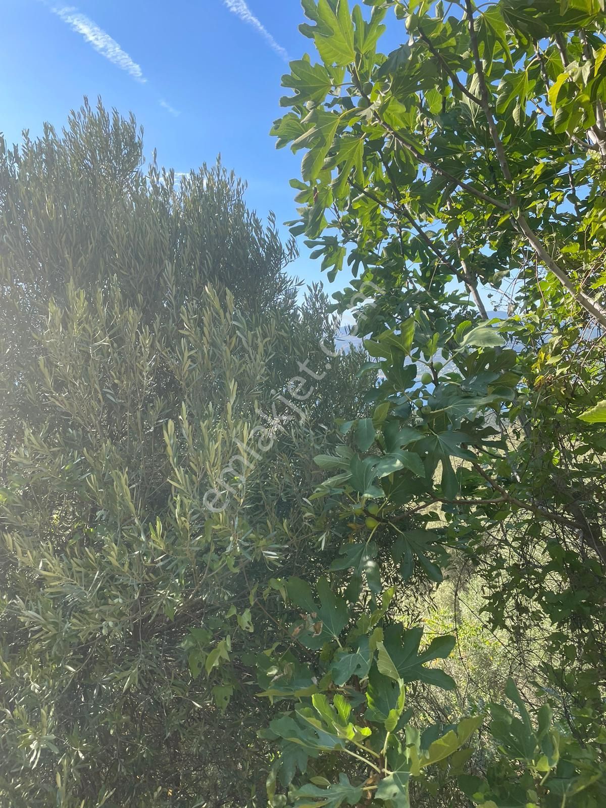 Bnadırma Edincik Mah. Deniz Manzaralı Satılık Zeytinlik - Görsel 12