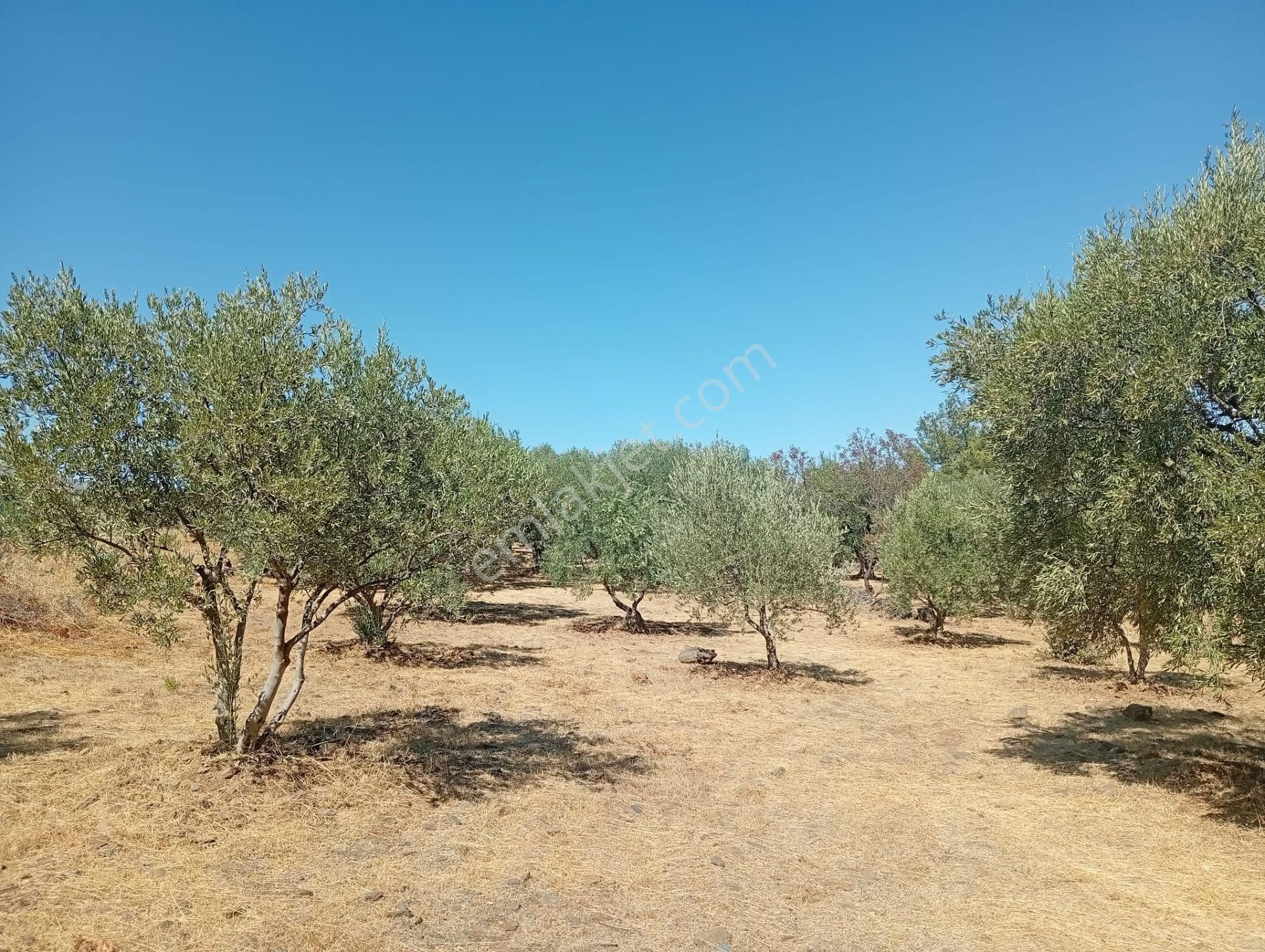 Karacasu Toki 2. Etap İmar Dibi 8.030 M2 Bahçe - Görsel 8