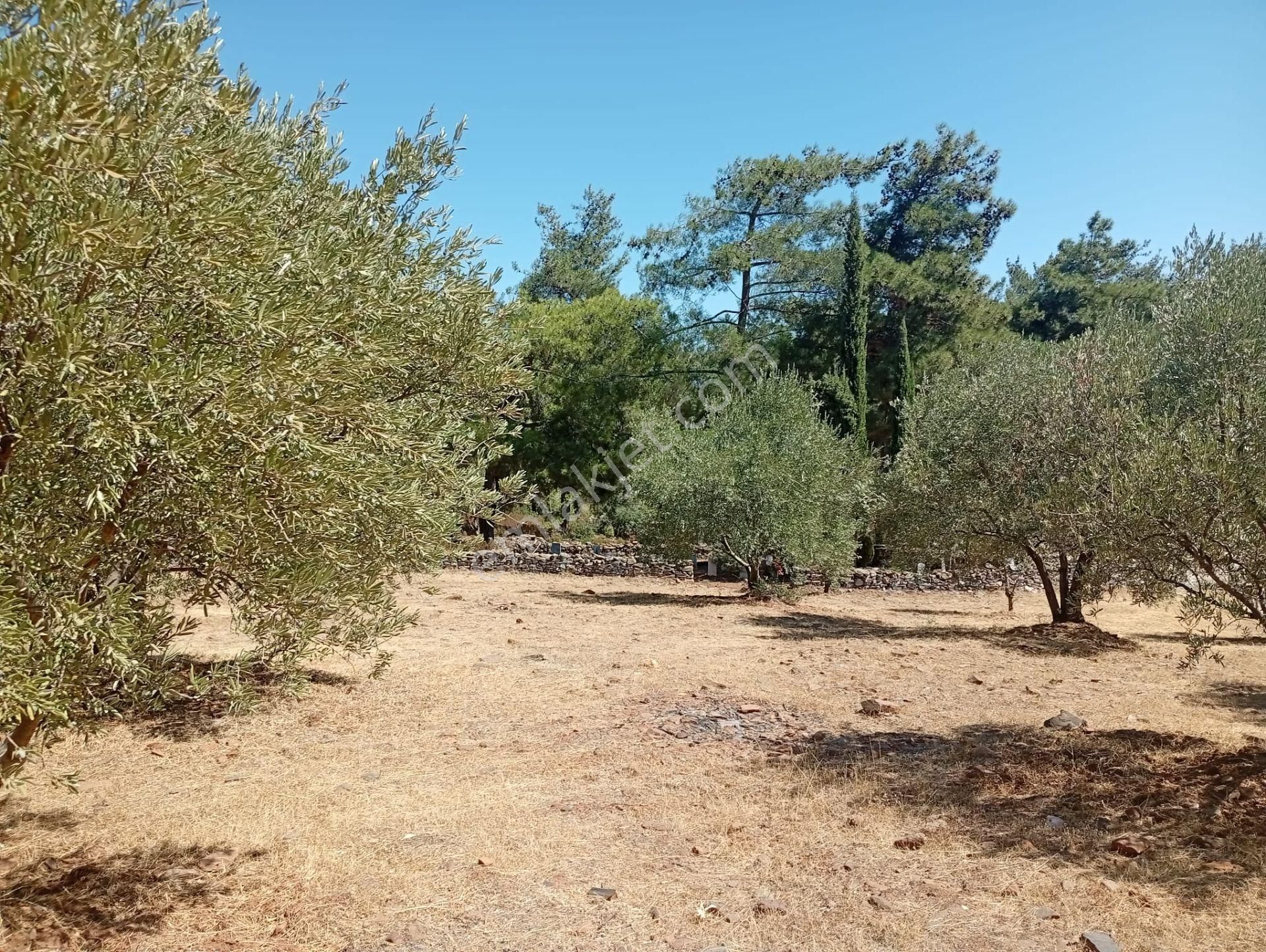 Karacasu Toki 2. Etap İmar Dibi 8.030 M2 Bahçe - Görsel 20