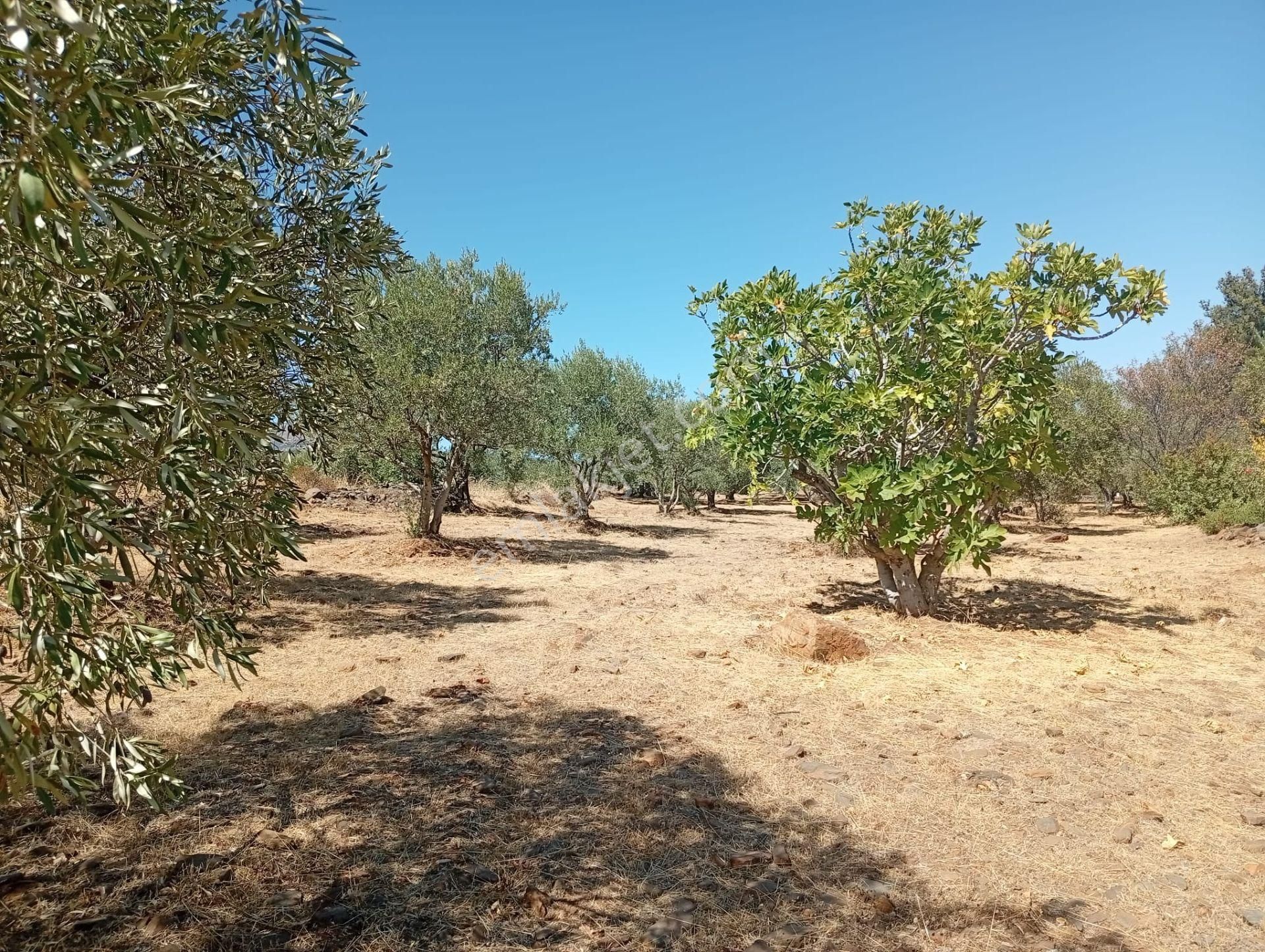 Karacasu Toki 2. Etap İmar Dibi 8.030 M2 Bahçe - Görsel 4