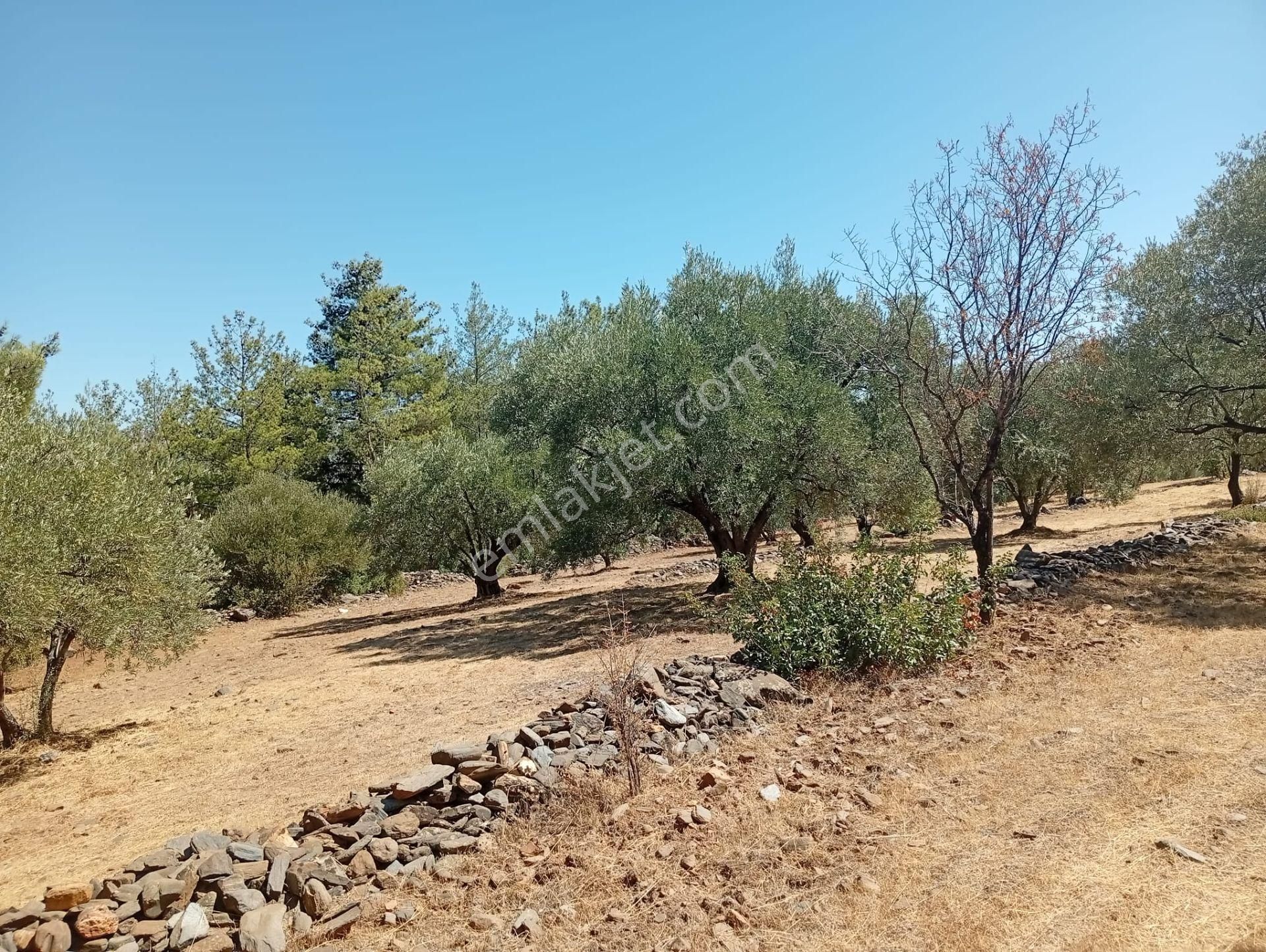 Karacasu Toki 2. Etap İmar Dibi 8.030 M2 Bahçe - Görsel 17