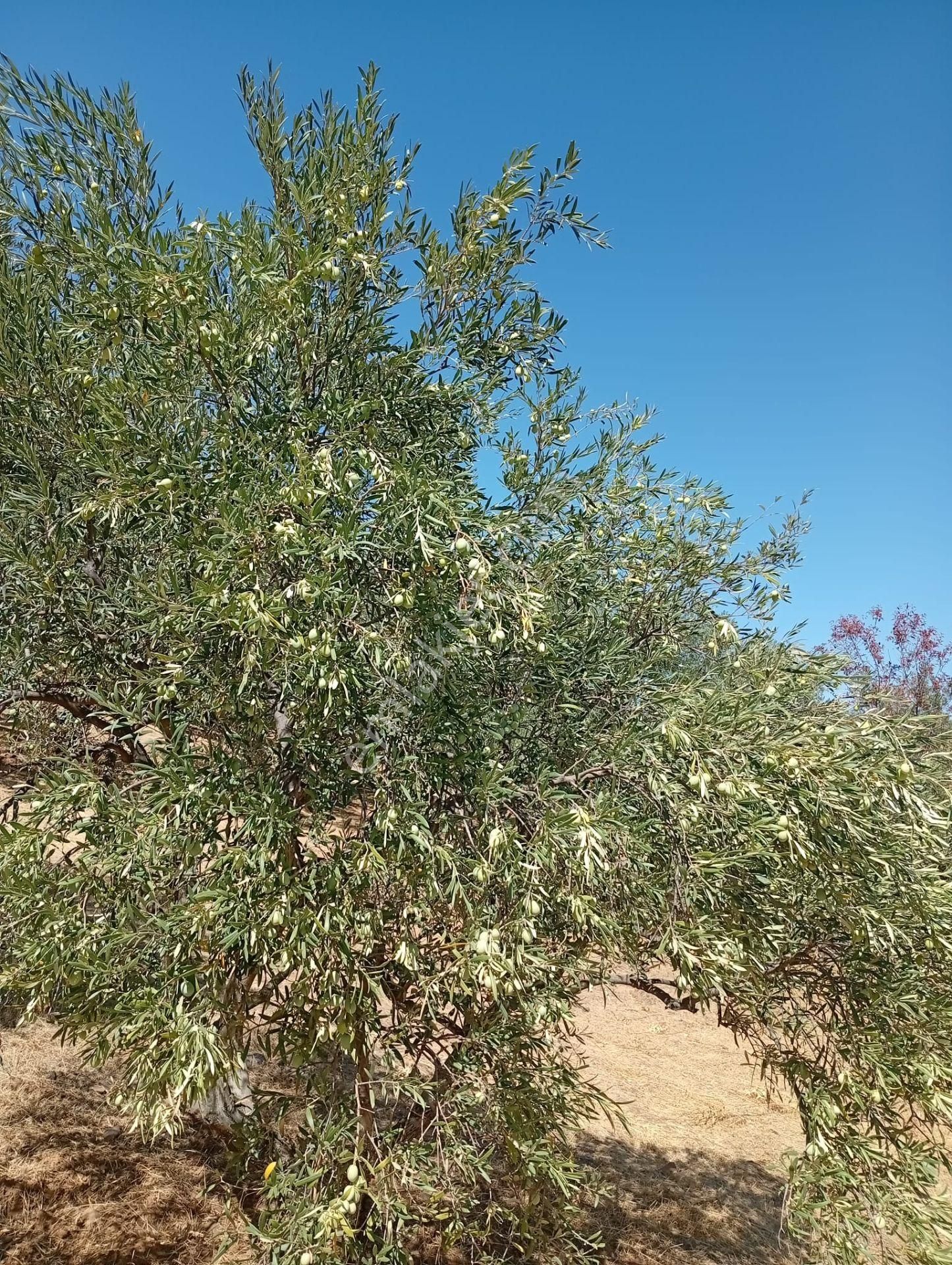 Karacasu Toki 2. Etap İmar Dibi 8.030 M2 Bahçe - Görsel 9