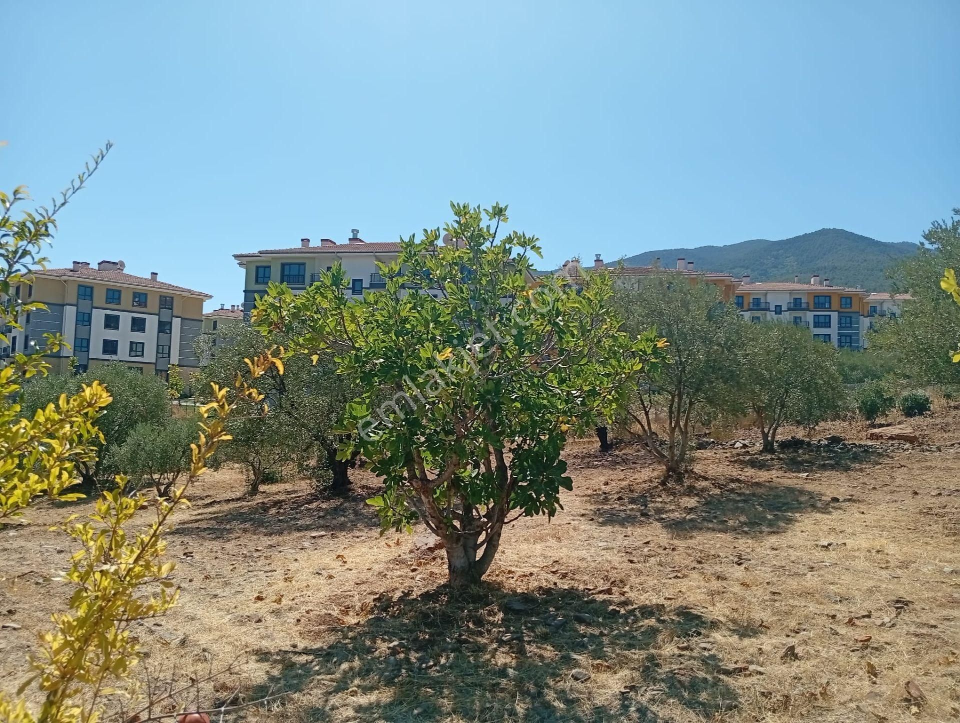 Karacasu Toki 2. Etap İmar Dibi 8.030 M2 Bahçe - Görsel 7