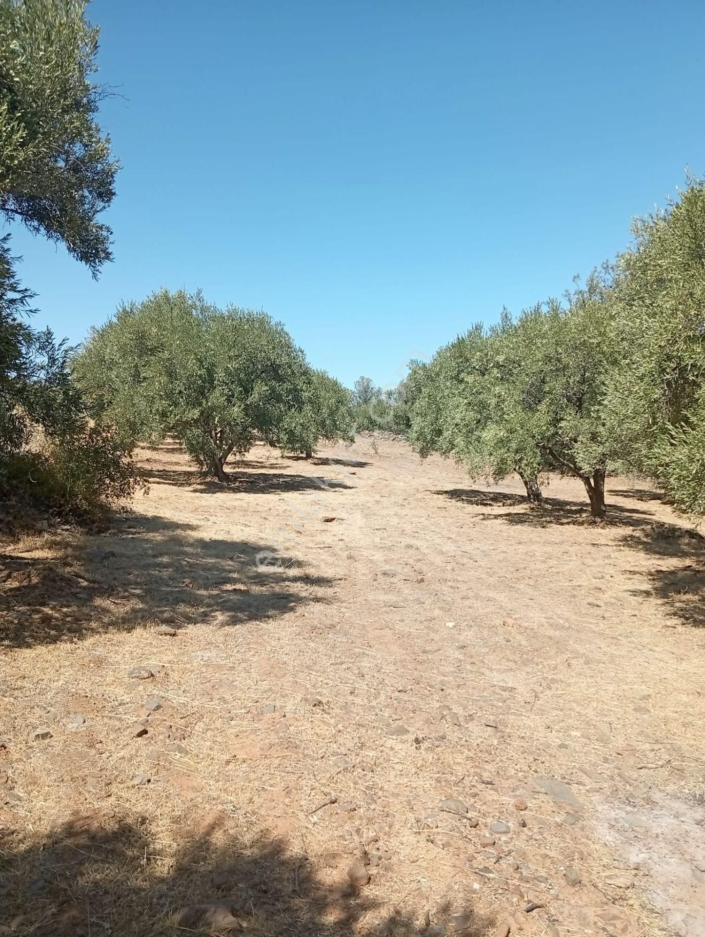 Karacasu Toki 2. Etap İmar Dibi 8.030 M2 Bahçe - Görsel 10