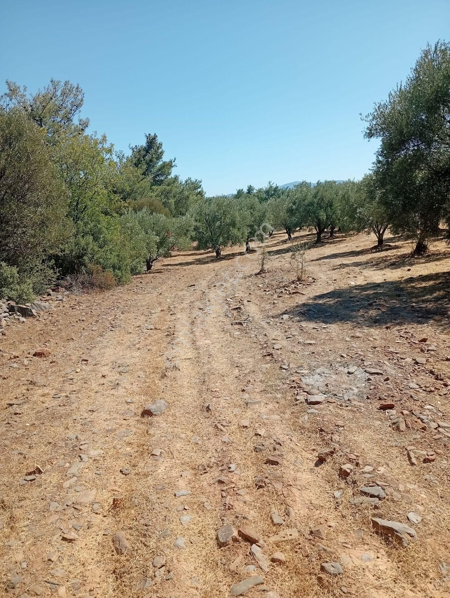 Karacasu Toki 2. Etap İmar Dibi 8.030 M2 Bahçe - Görsel 16