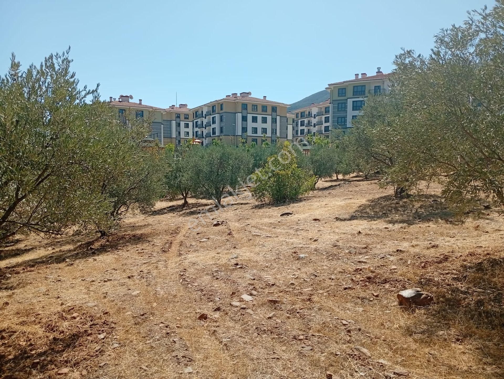 Karacasu Toki 2. Etap İmar Dibi 8.030 M2 Bahçe - Görsel 19