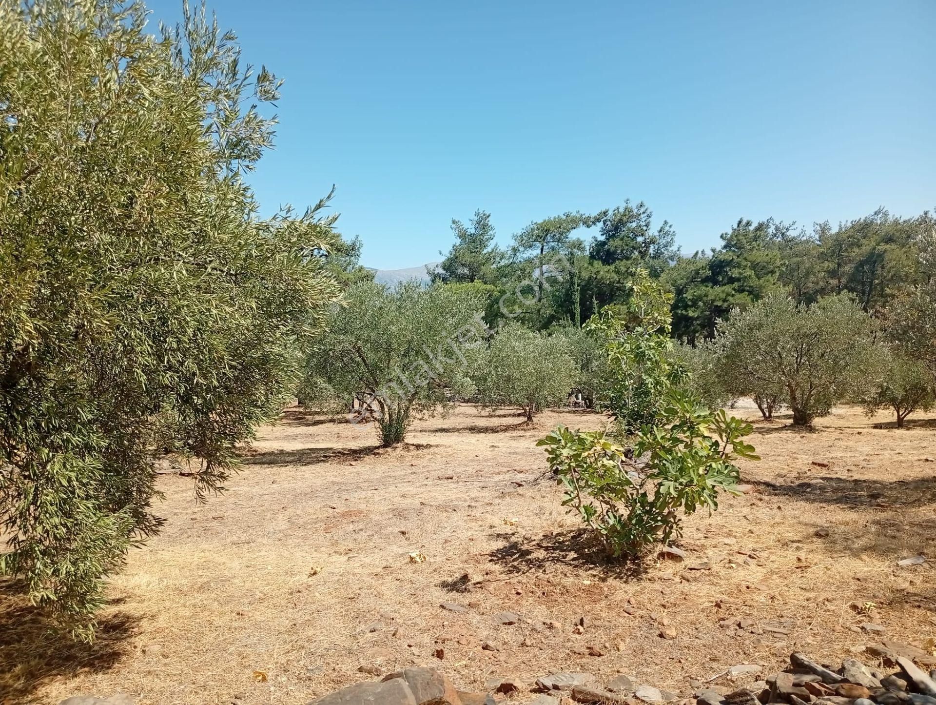 Karacasu Toki 2. Etap İmar Dibi 8.030 M2 Bahçe - Görsel 15