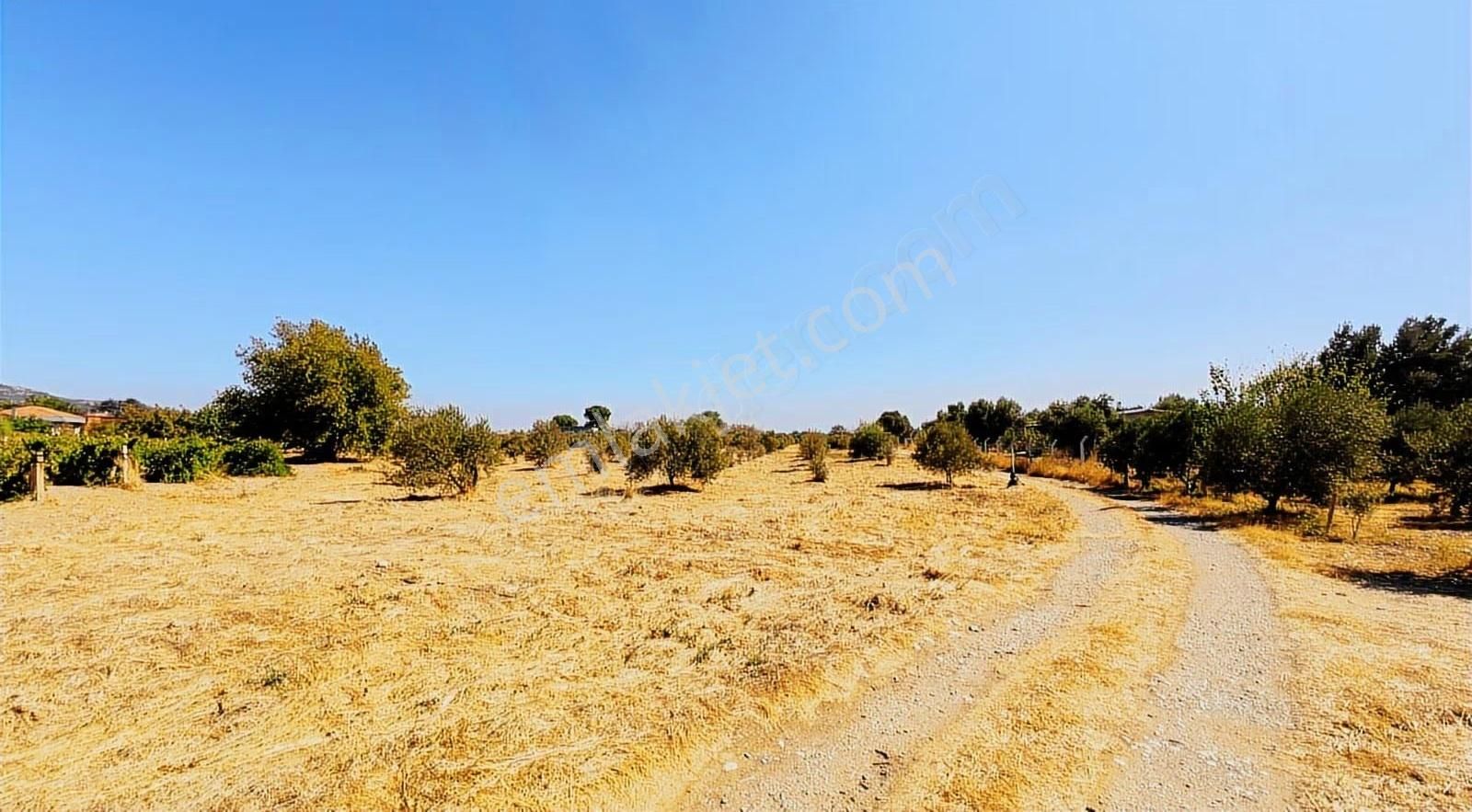 Kemalpaşa Aşağıkızılcada 8.215 M2 Zeytin Ağaçlı Sondajlı Arsa - Görsel 2