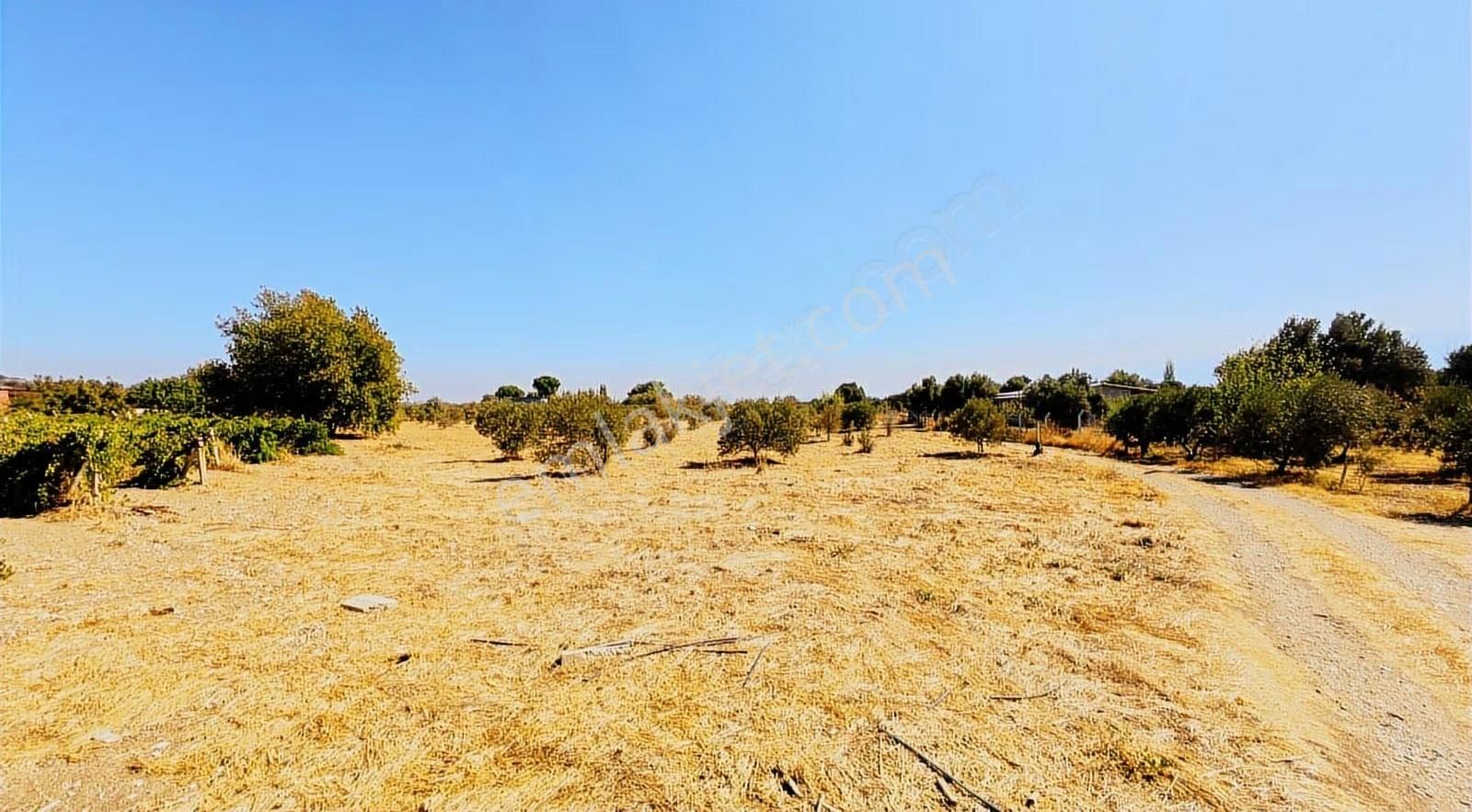 Kemalpaşa Aşağıkızılcada 8.215 M2 Zeytin Ağaçlı Sondajlı Arsa - Görsel 4