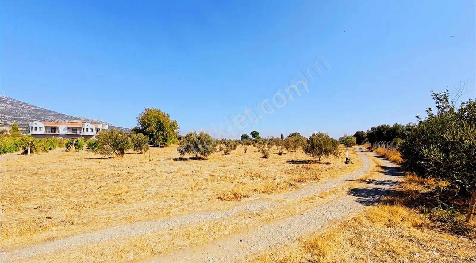Kemalpaşa Aşağıkızılcada 8.215 M2 Zeytin Ağaçlı Sondajlı Arsa