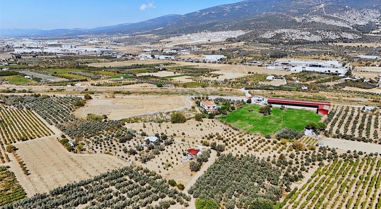 Kemalpaşa Aşağıkızılcada 8.215 M2 Zeytin Ağaçlı Sondajlı Arsa - Görsel 3