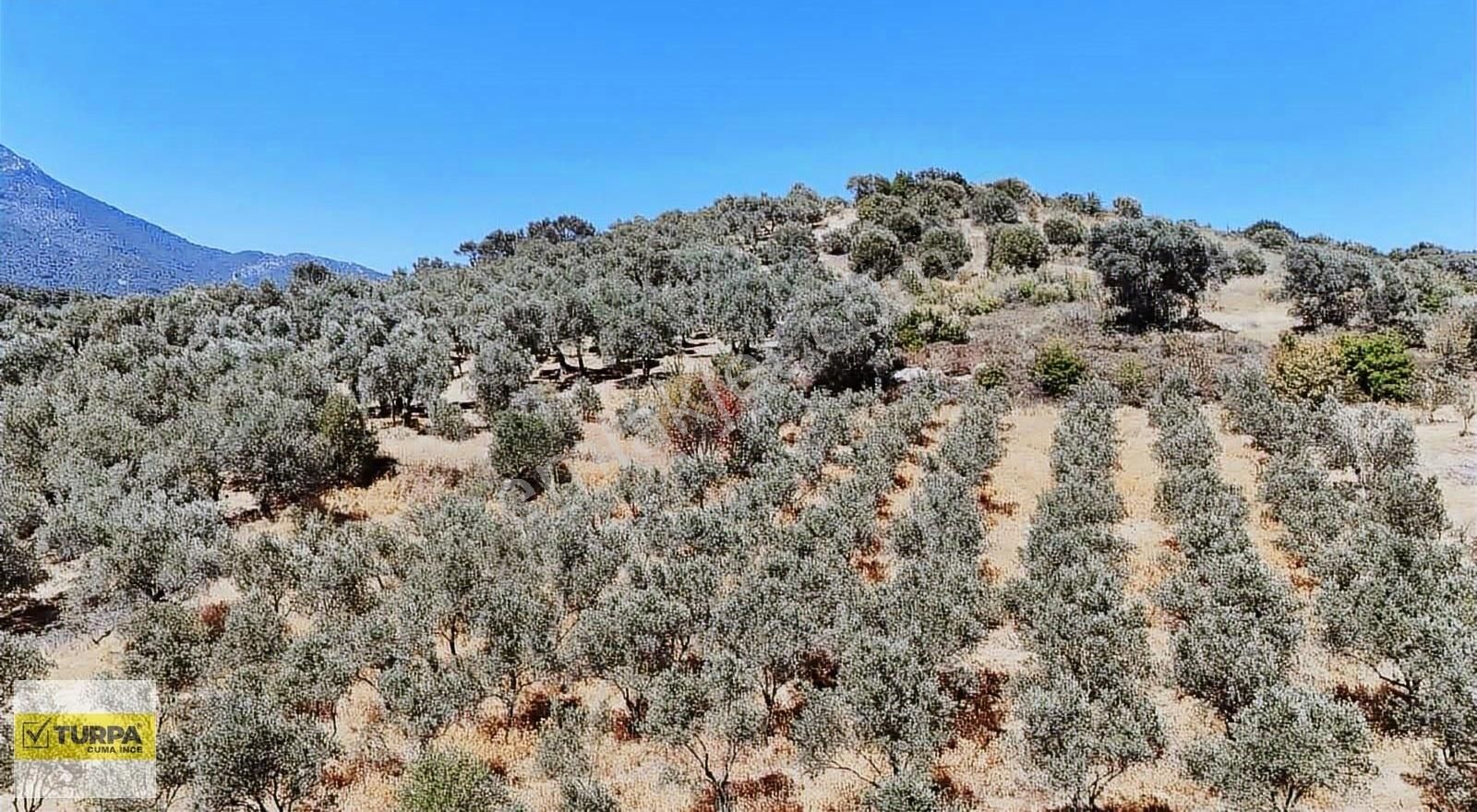Torbalıda 6.142 M² Yolu Açılmış Zeytinlik Satılık! - Görsel 6