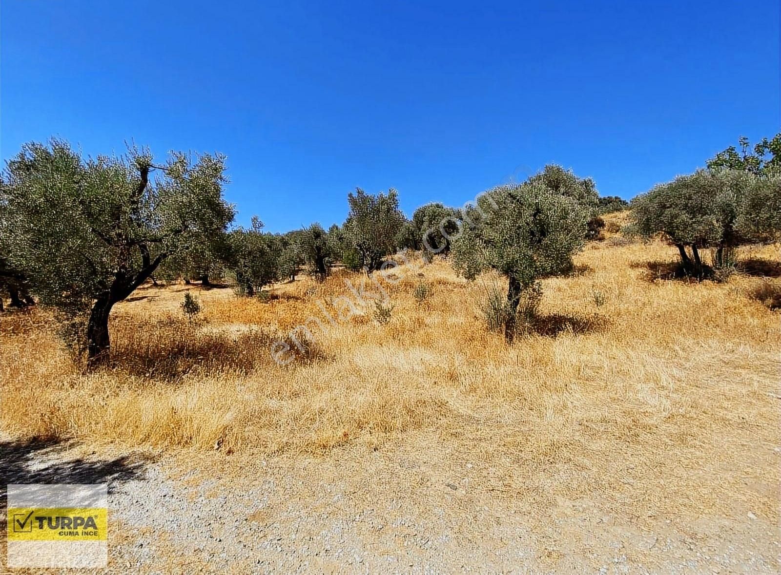 Torbalıda 6.142 M² Yolu Açılmış Zeytinlik Satılık! - Görsel 8
