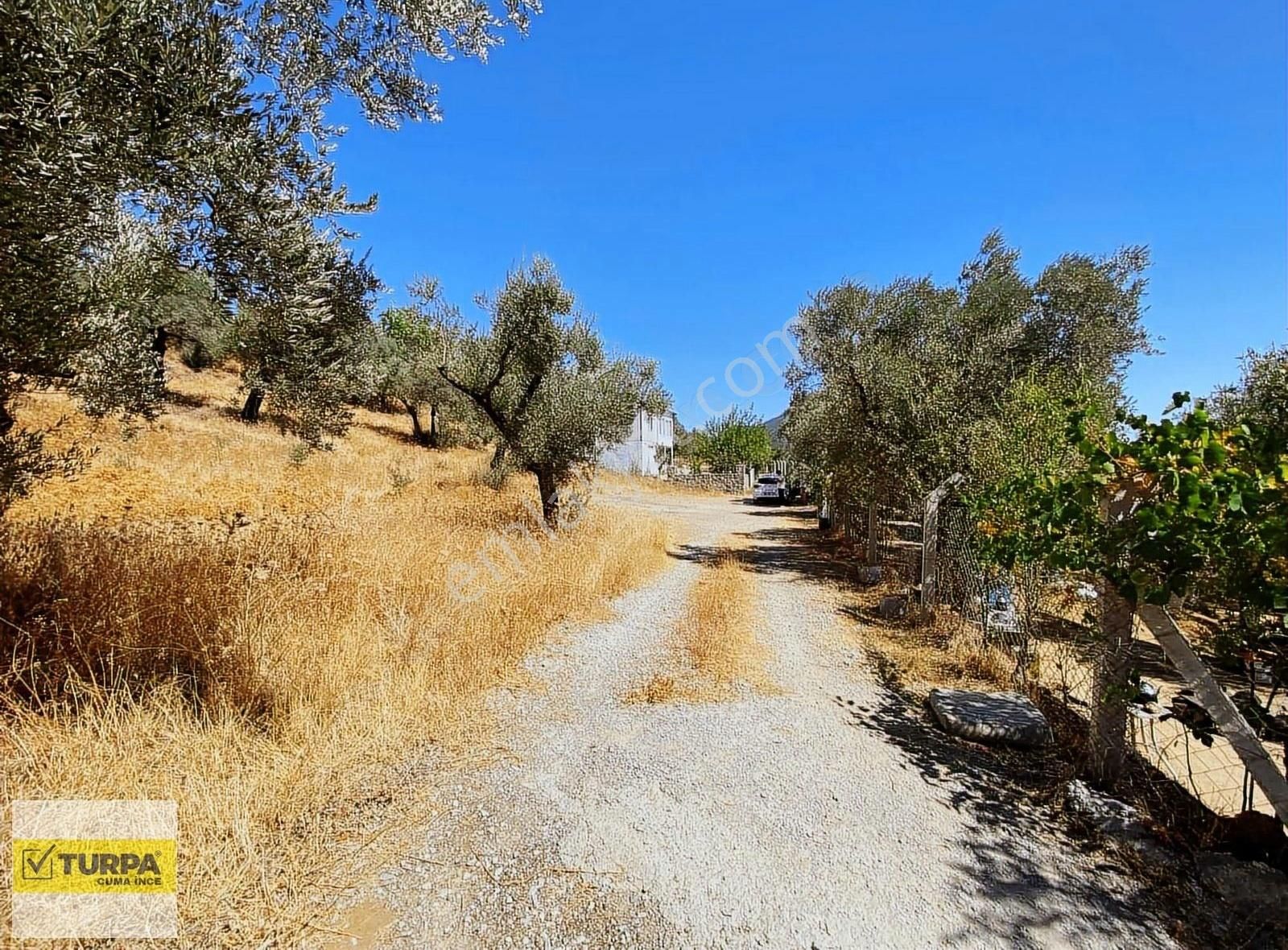 Torbalıda 6.142 M² Yolu Açılmış Zeytinlik Satılık!