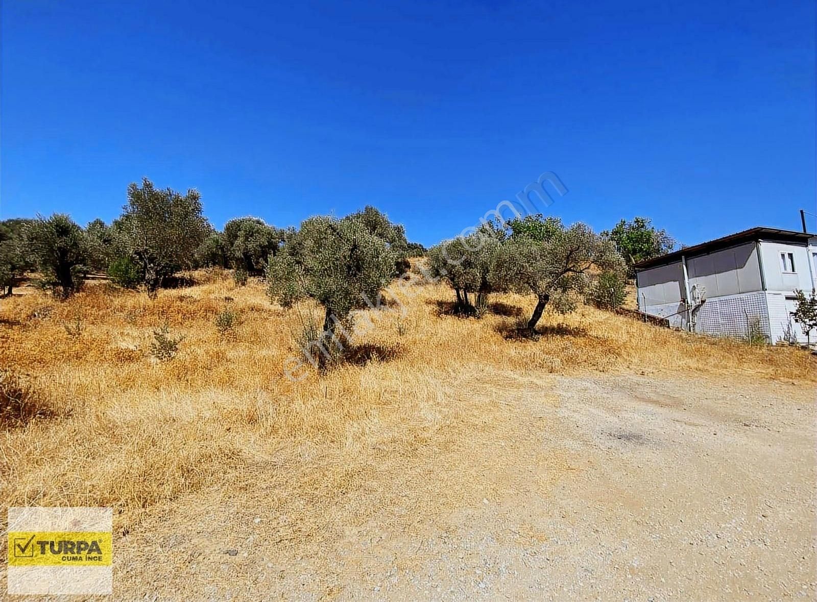Torbalıda 6.142 M² Yolu Açılmış Zeytinlik Satılık! - Görsel 13