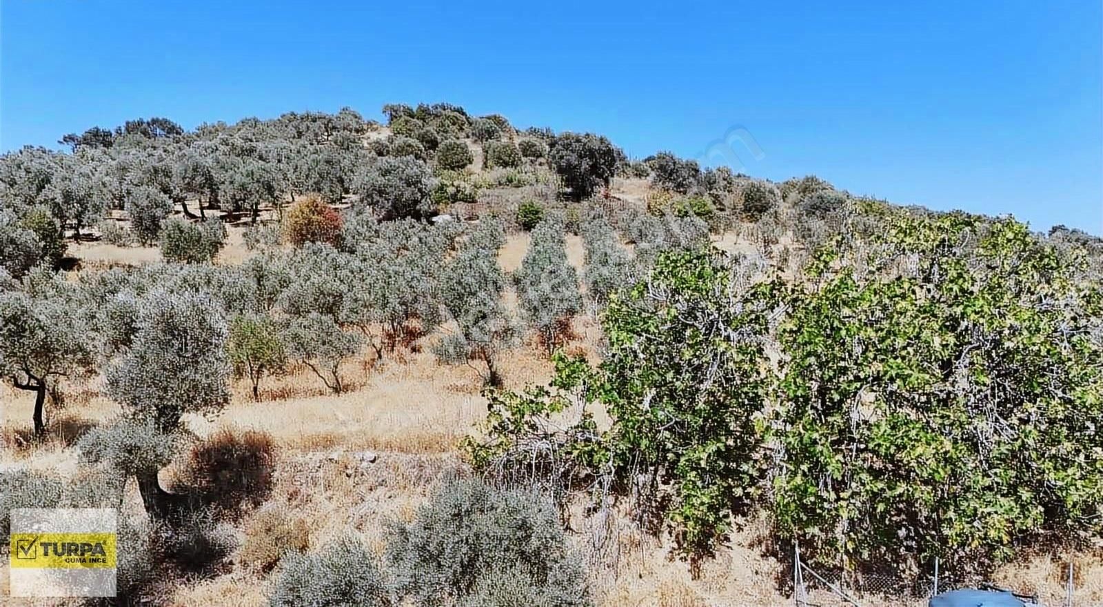 Torbalıda 6.142 M² Yolu Açılmış Zeytinlik Satılık! - Görsel 2