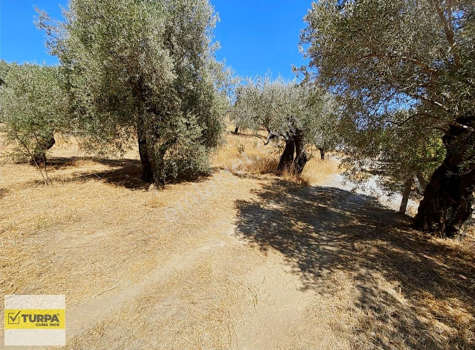 Torbalıda 6.142 M² Yolu Açılmış Zeytinlik Satılık! - Görsel 7