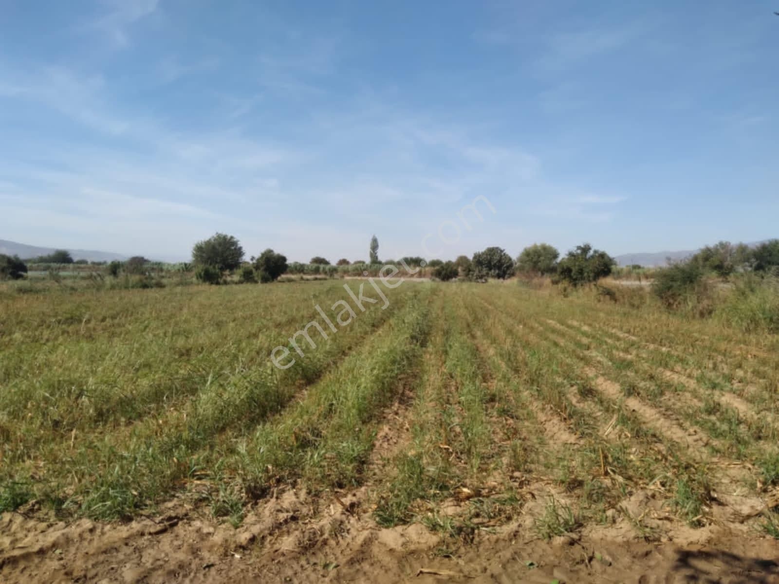 Aydın Köşk'de 4600 Satılık Tarla