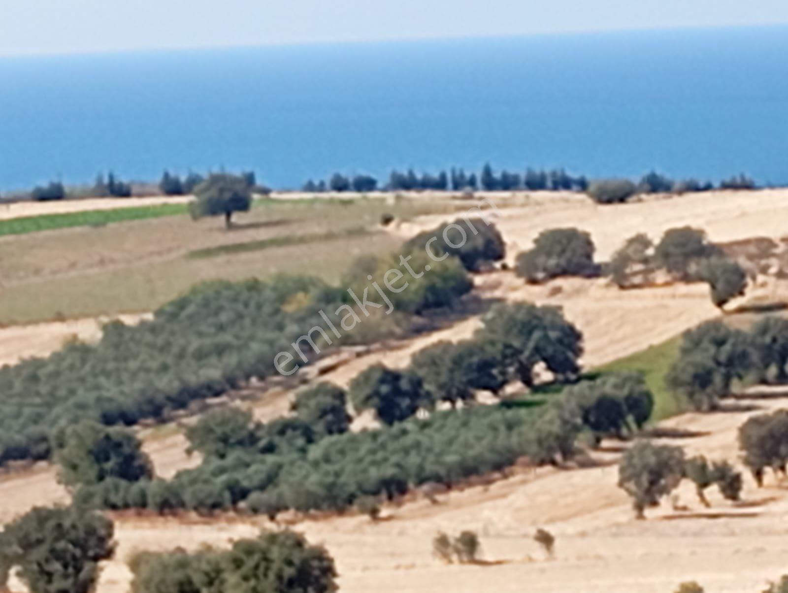 Olcaysu'dan Muhteşem Manzaralı Şok Fiyata 6040m2 Kelepir Tarla - Görsel 4