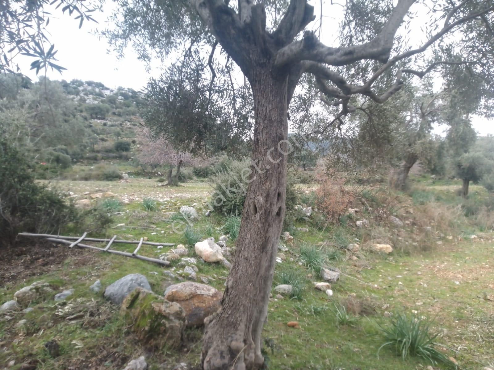 Muğla Milas Sekköy Satılık Tarla - Görsel 9