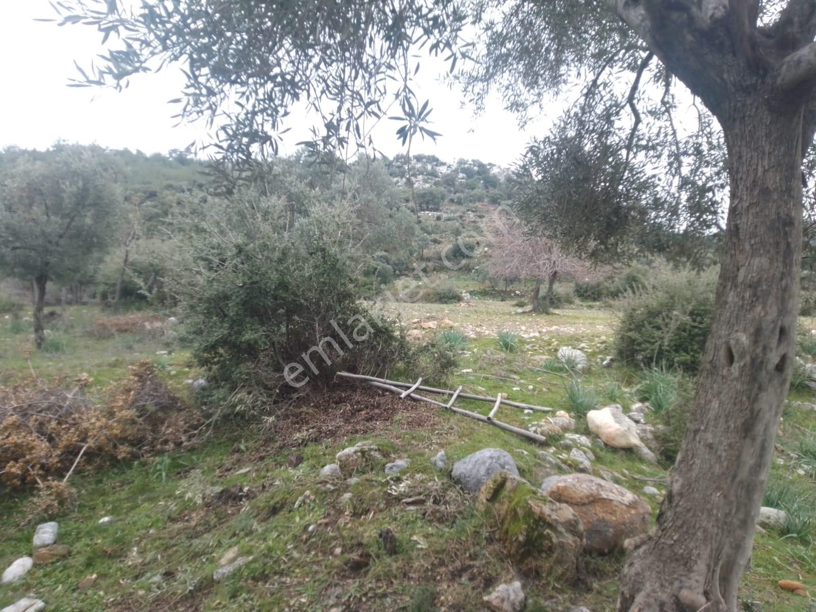 Muğla Milas Sekköy Satılık Tarla - Görsel 8