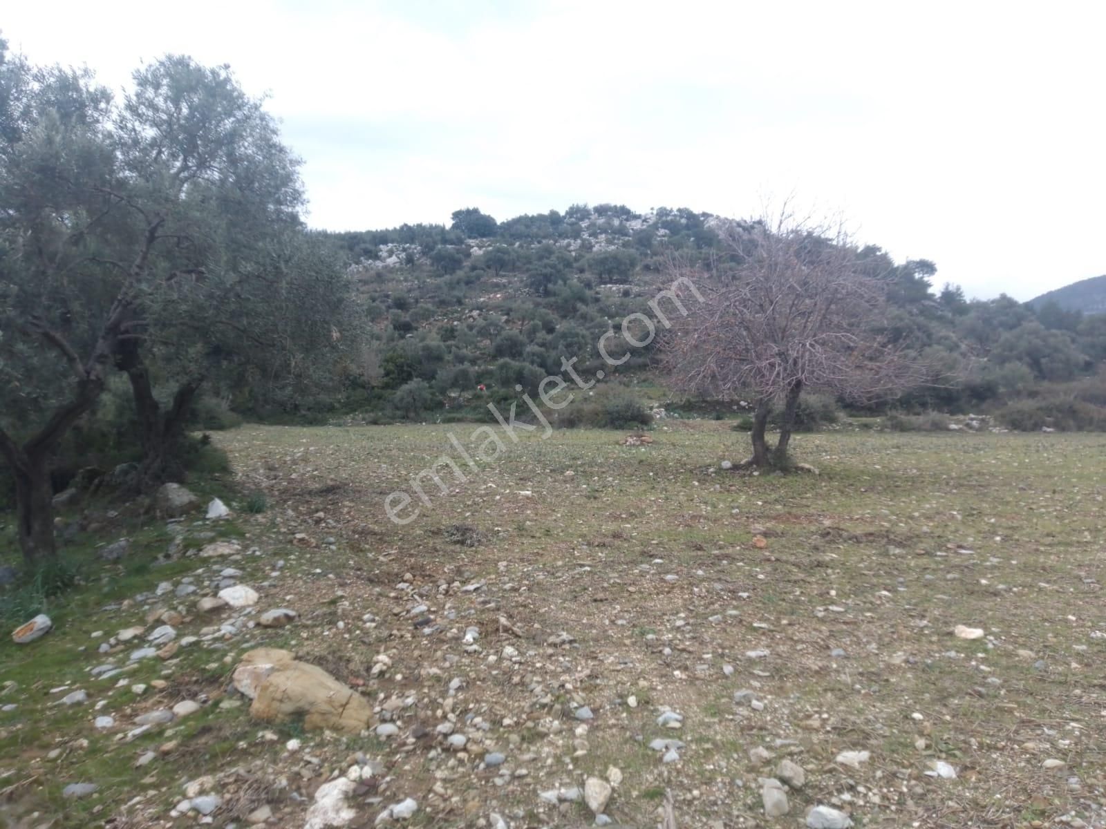 Muğla Milas Sekköy Satılık Tarla - Görsel 3