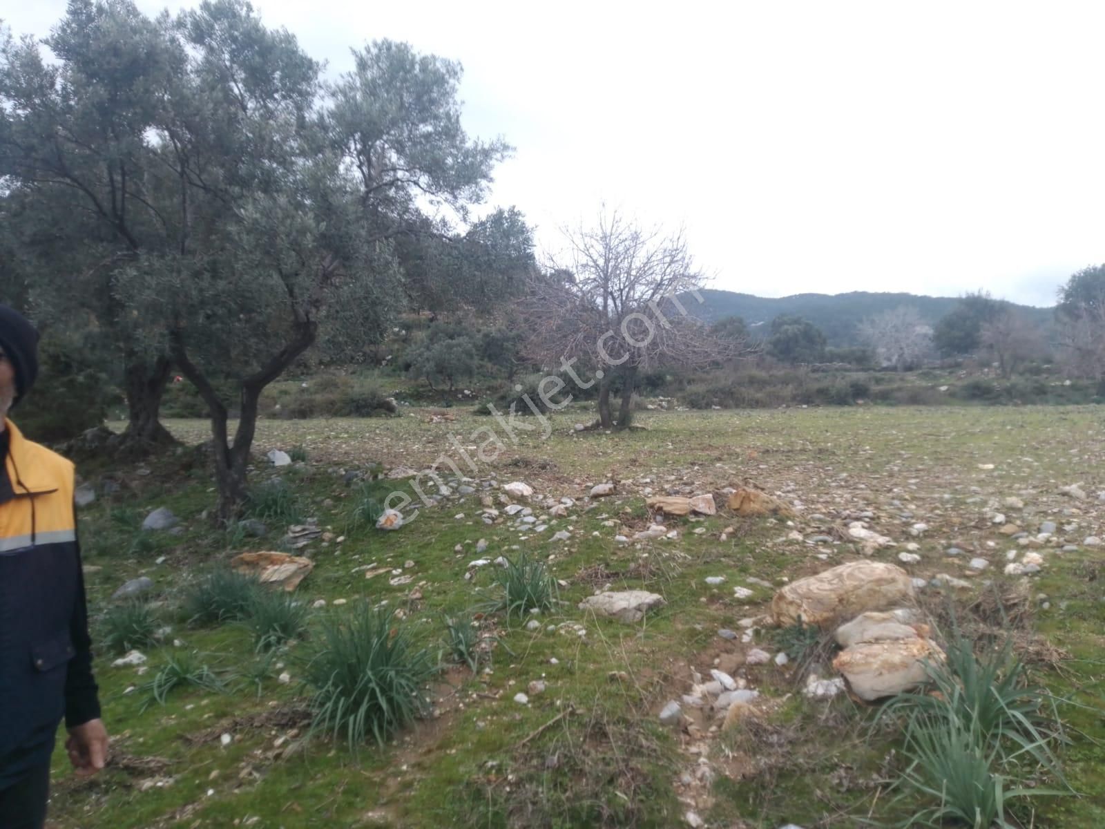 Muğla Milas Sekköy Satılık Tarla - Görsel 4