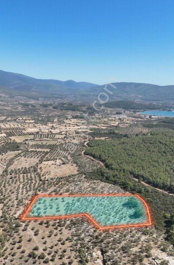 Milas Bozbük'te Denize 1.400 Metre Ünlü Projelere Komşu Tarla - Görsel 3