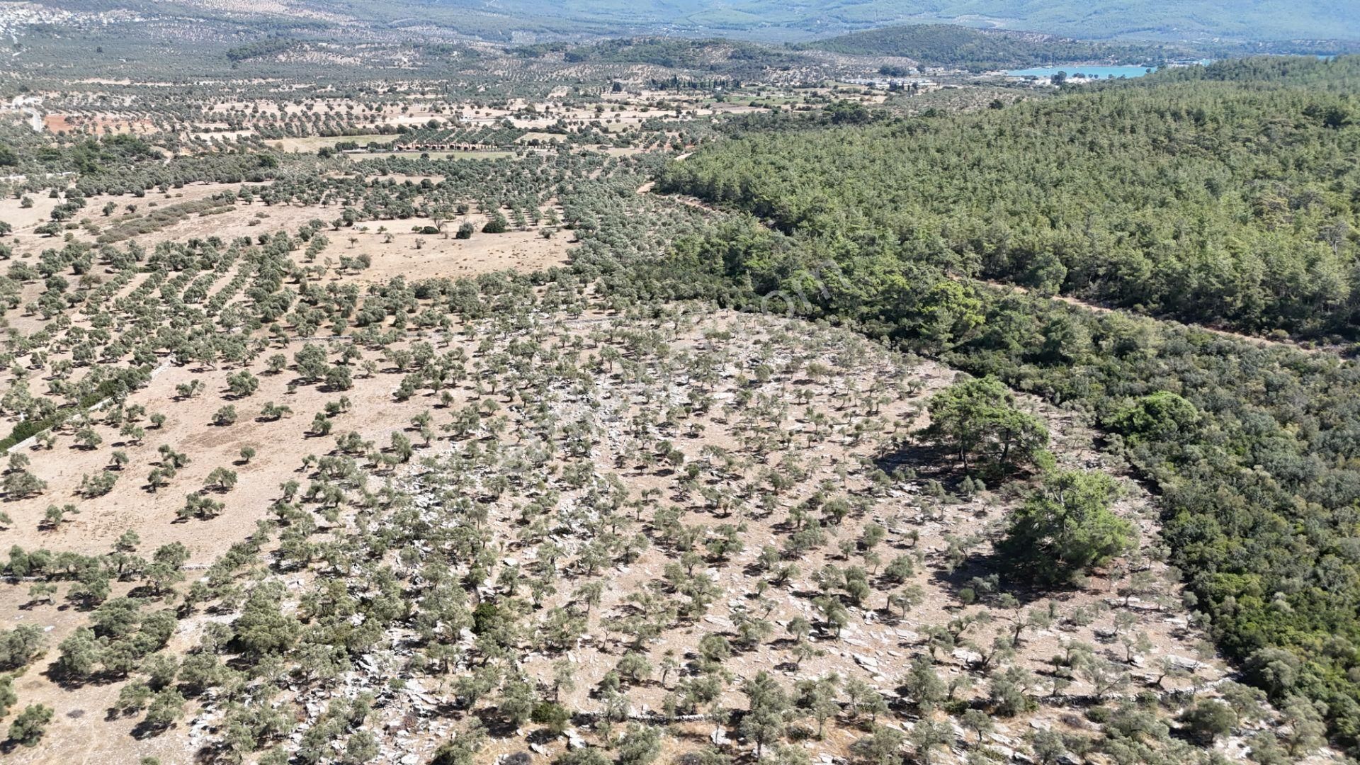 Milas Bozbük'te Denize 1.400 Metre Ünlü Projelere Komşu Tarla - Görsel 7