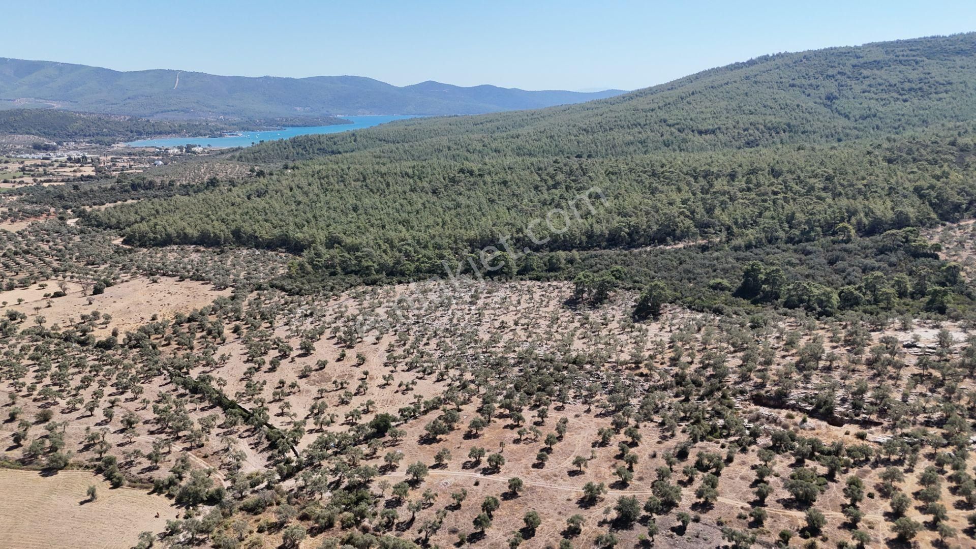 Milas Bozbük'te Denize 1.400 Metre Ünlü Projelere Komşu Tarla - Görsel 5