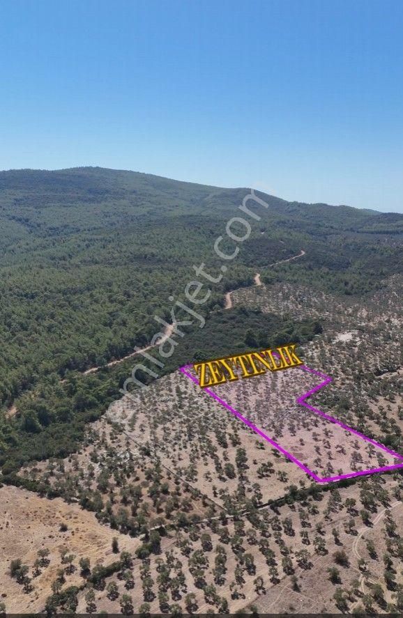 Milas Bozbük'te Denize 1.400 Metre Ünlü Projelere Komşu Tarla - Görsel 4