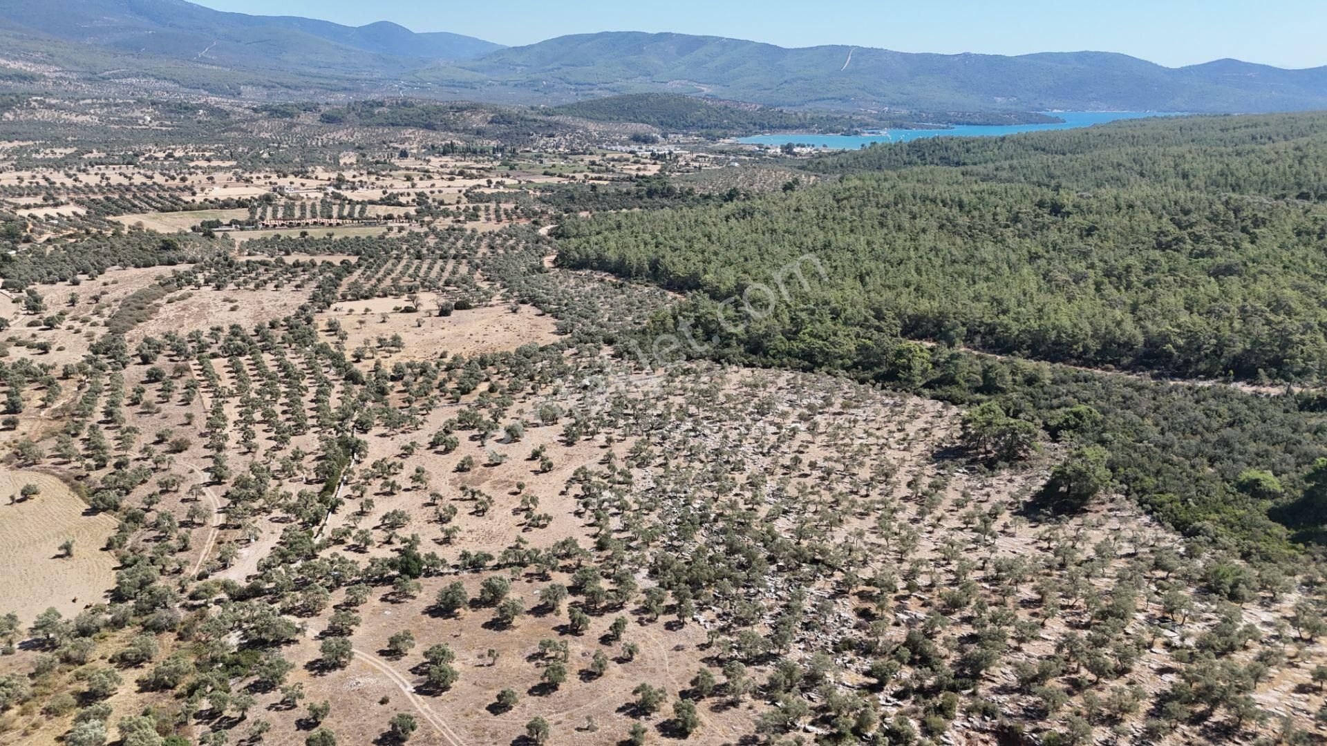 Milas Bozbük'te Denize 1.400 Metre Ünlü Projelere Komşu Tarla - Görsel 6