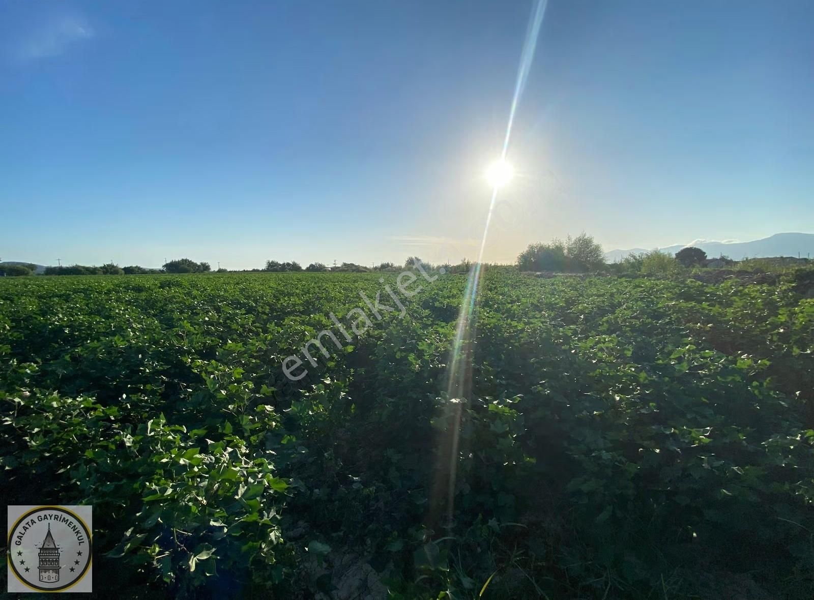 Galata,dan Söke Çalıköy Mah De 5.200 M² Pamuk Tarlası