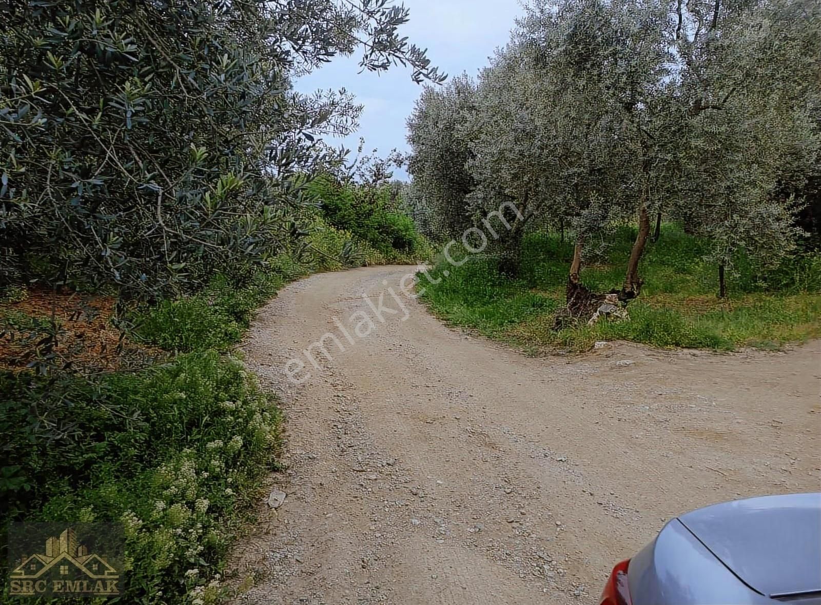 Bursa İznik Müşkülede Hobi Bahçesi İçin Müsait Tarla - Görsel 6