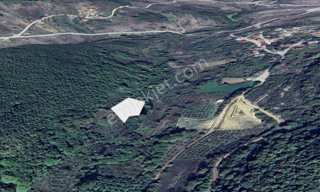 Kocaeli Kandıra Nasuhlar Köyü 1300 M2 Satılık Fındıklık - Görsel 5