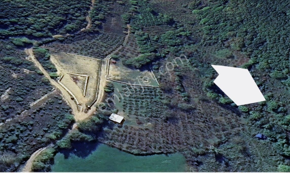 Kocaeli Kandıra Nasuhlar Köyü 1300 M2 Satılık Fındıklık - Görsel 6