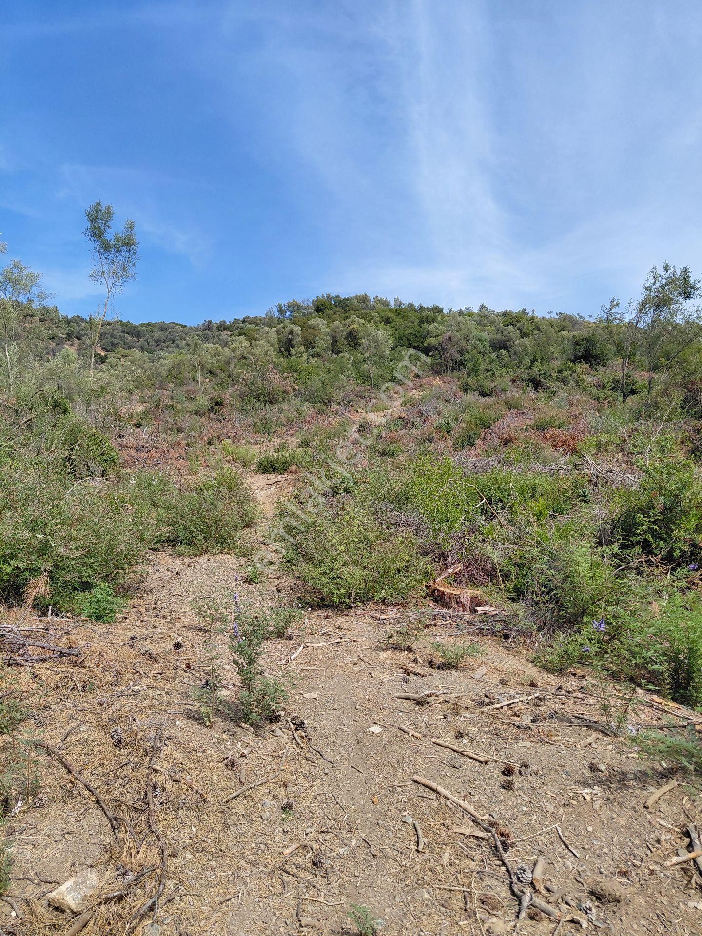 İzmir Seferihısar Orhanlı Koyunde Satılık 12 Dönüm - Görsel 3