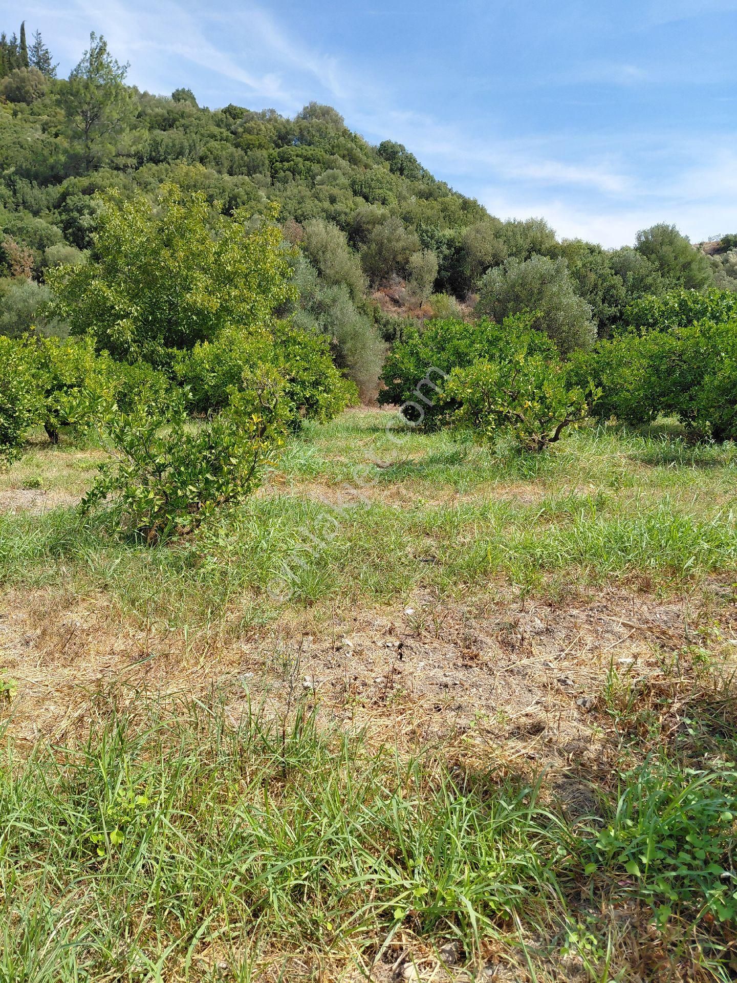 İzmir Seferihısar Kavakdere Mevkinde Satılık 4 Dönüm Narenciye Bahcesi - Görsel 10
