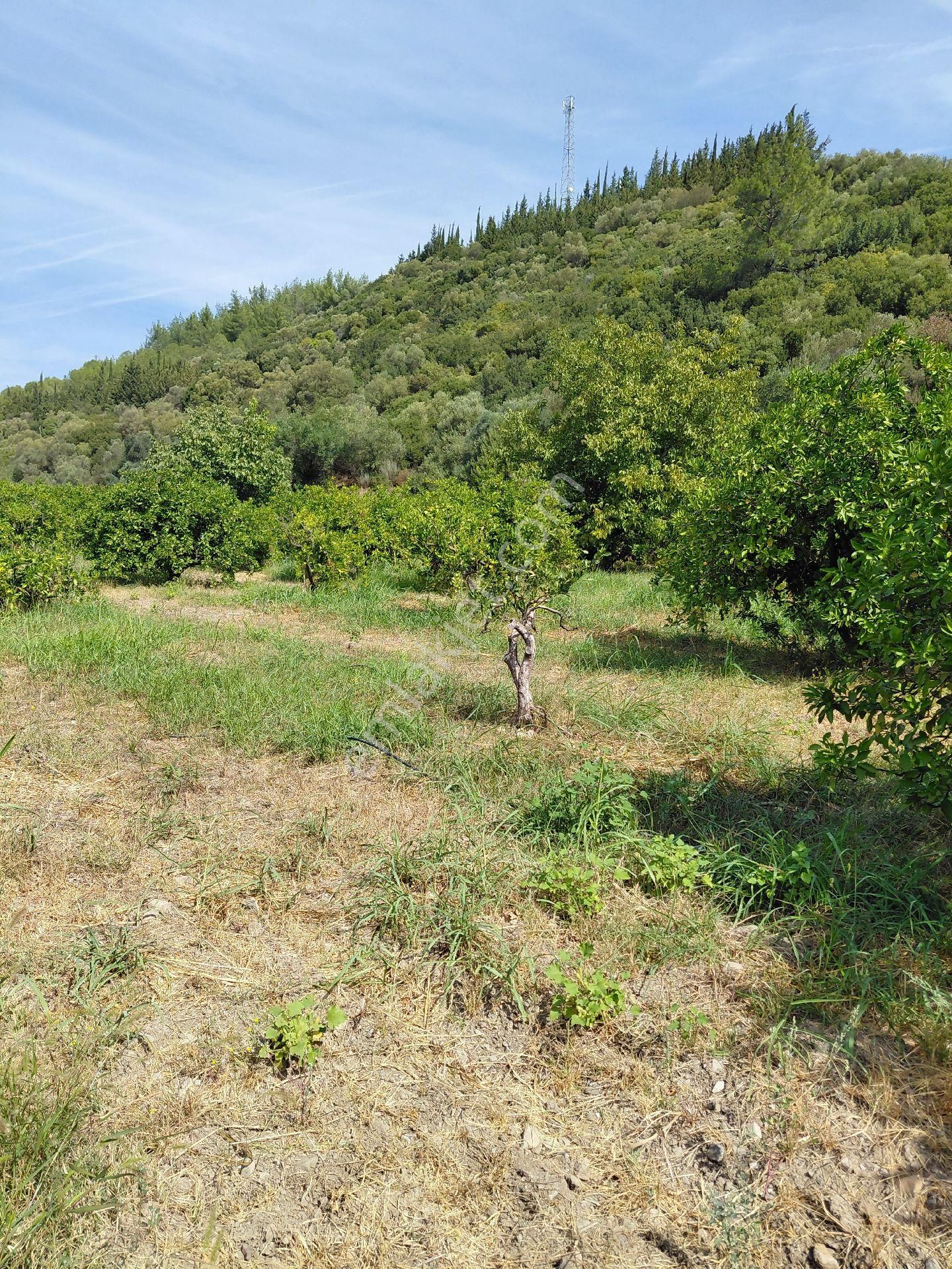 İzmir Seferihısar Kavakdere Mevkinde Satılık 4 Dönüm Narenciye Bahcesi - Görsel 12