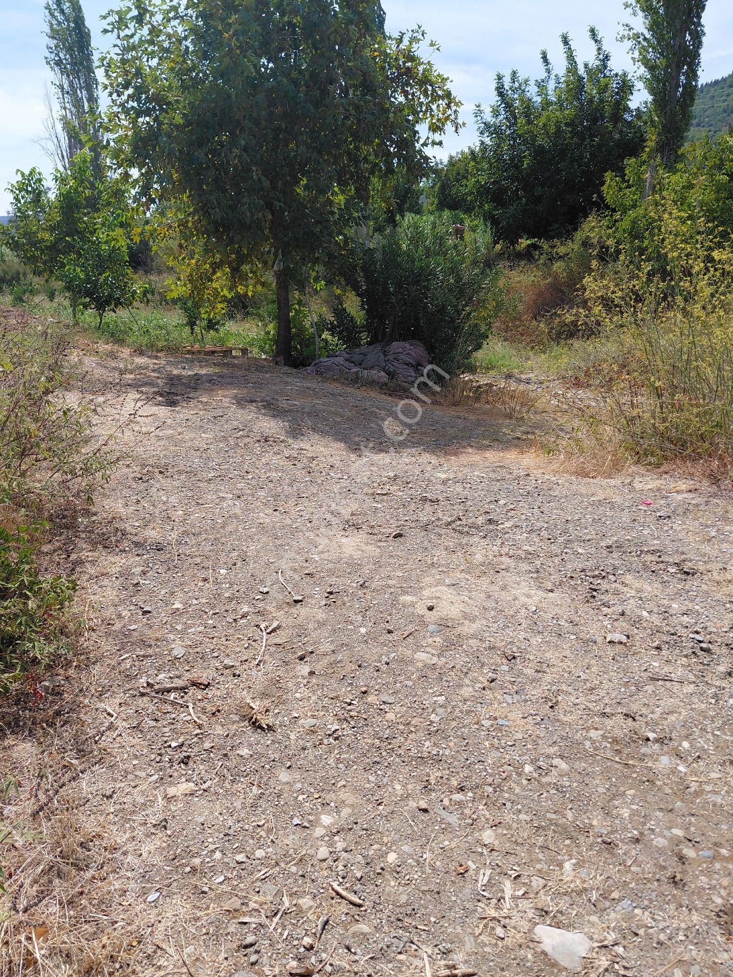 İzmir Seferihısar Kavakdere Mevkinde Satılık 4 Dönüm Narenciye Bahcesi