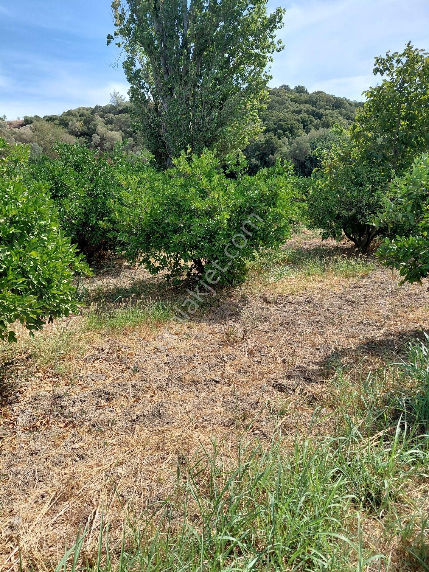 İzmir Seferihısar Kavakdere Mevkinde Satılık 4 Dönüm Narenciye Bahcesi - Görsel 13