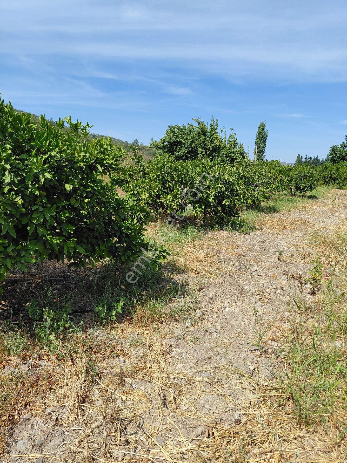 İzmir Seferihısar Kavakdere Mevkinde Satılık 4 Dönüm Narenciye Bahcesi - Görsel 8
