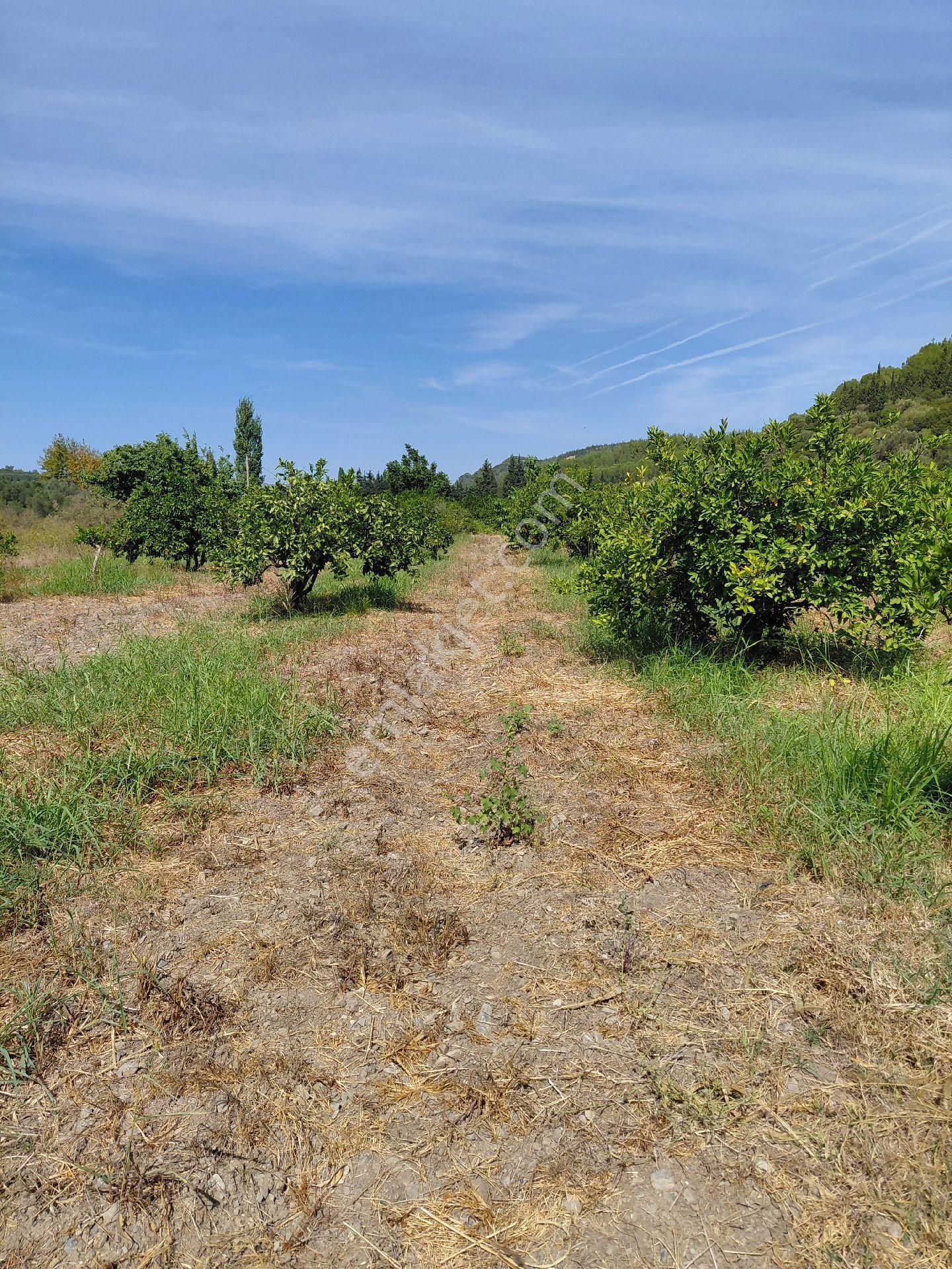 İzmir Seferihısar Kavakdere Mevkinde Satılık 4 Dönüm Narenciye Bahcesi - Görsel 11