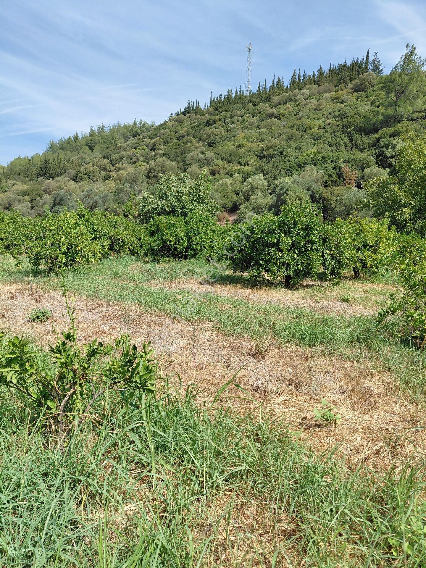 İzmir Seferihısar Kavakdere Mevkinde Satılık 4 Dönüm Narenciye Bahcesi - Görsel 9