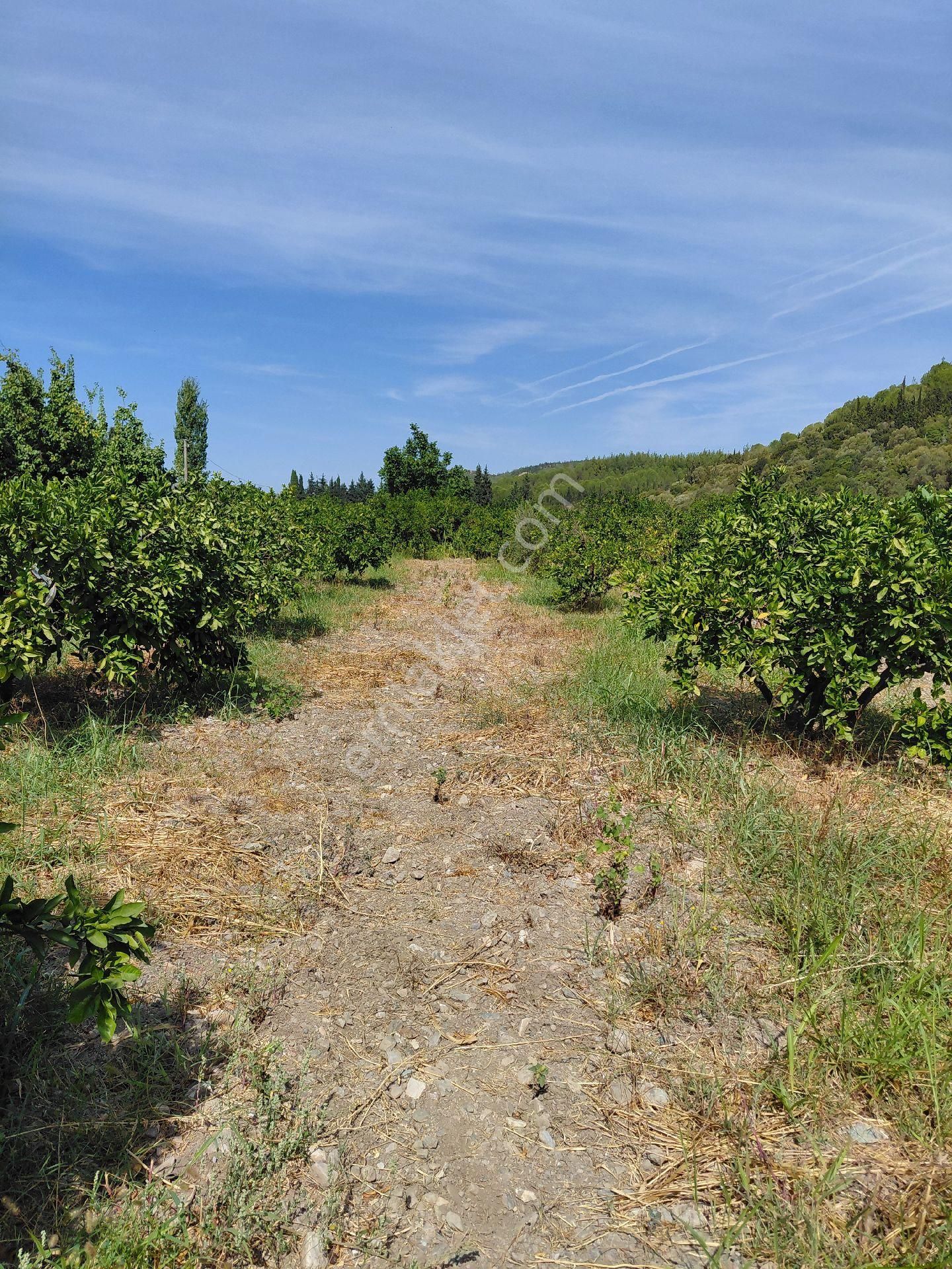 İzmir Seferihısar Kavakdere Mevkinde Satılık 4 Dönüm Narenciye Bahcesi - Görsel 7