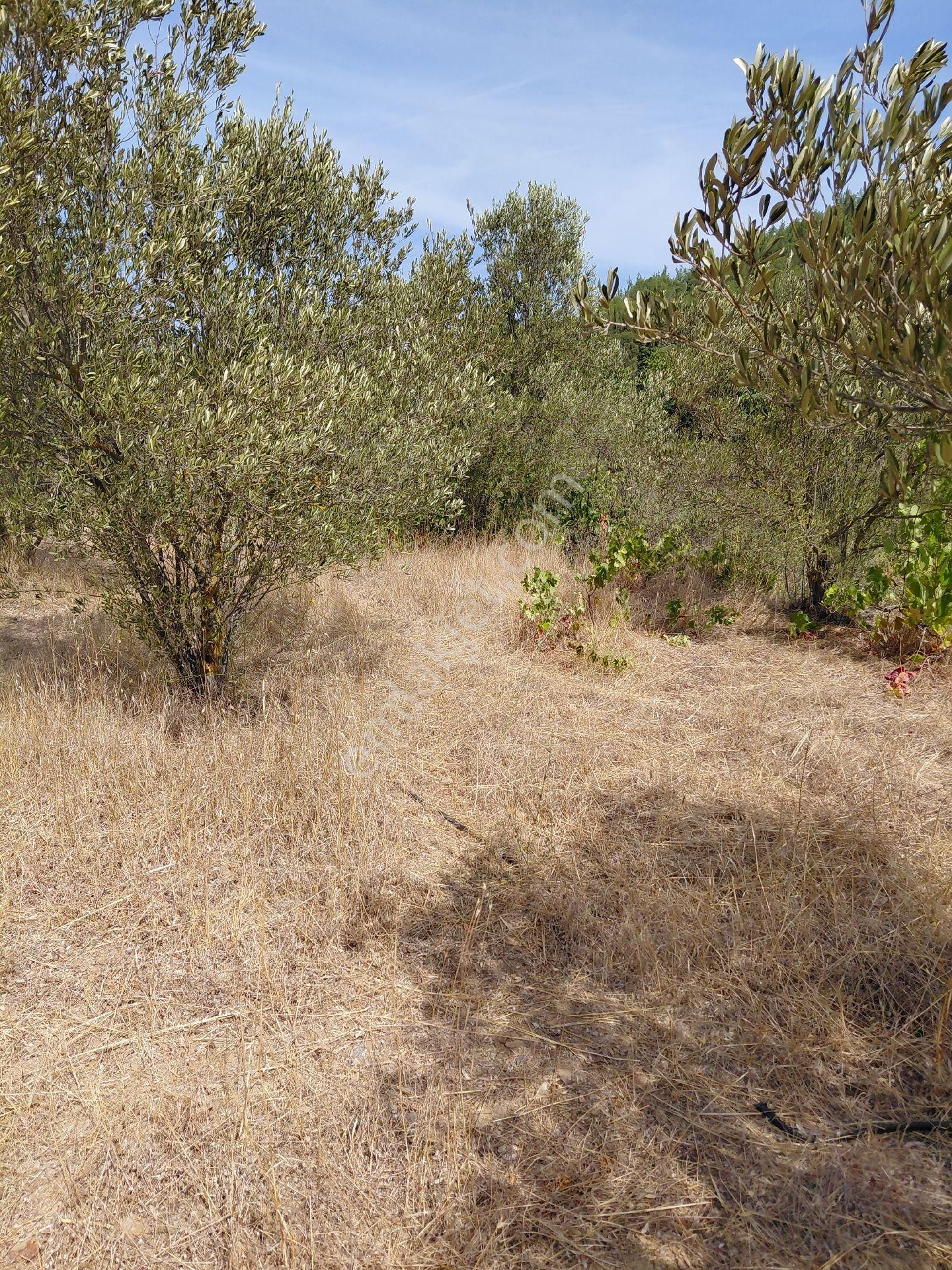 İzmir Seferihısar Kavakdere Mevkinde Satılık 2.173 M2 Tarla - Görsel 3